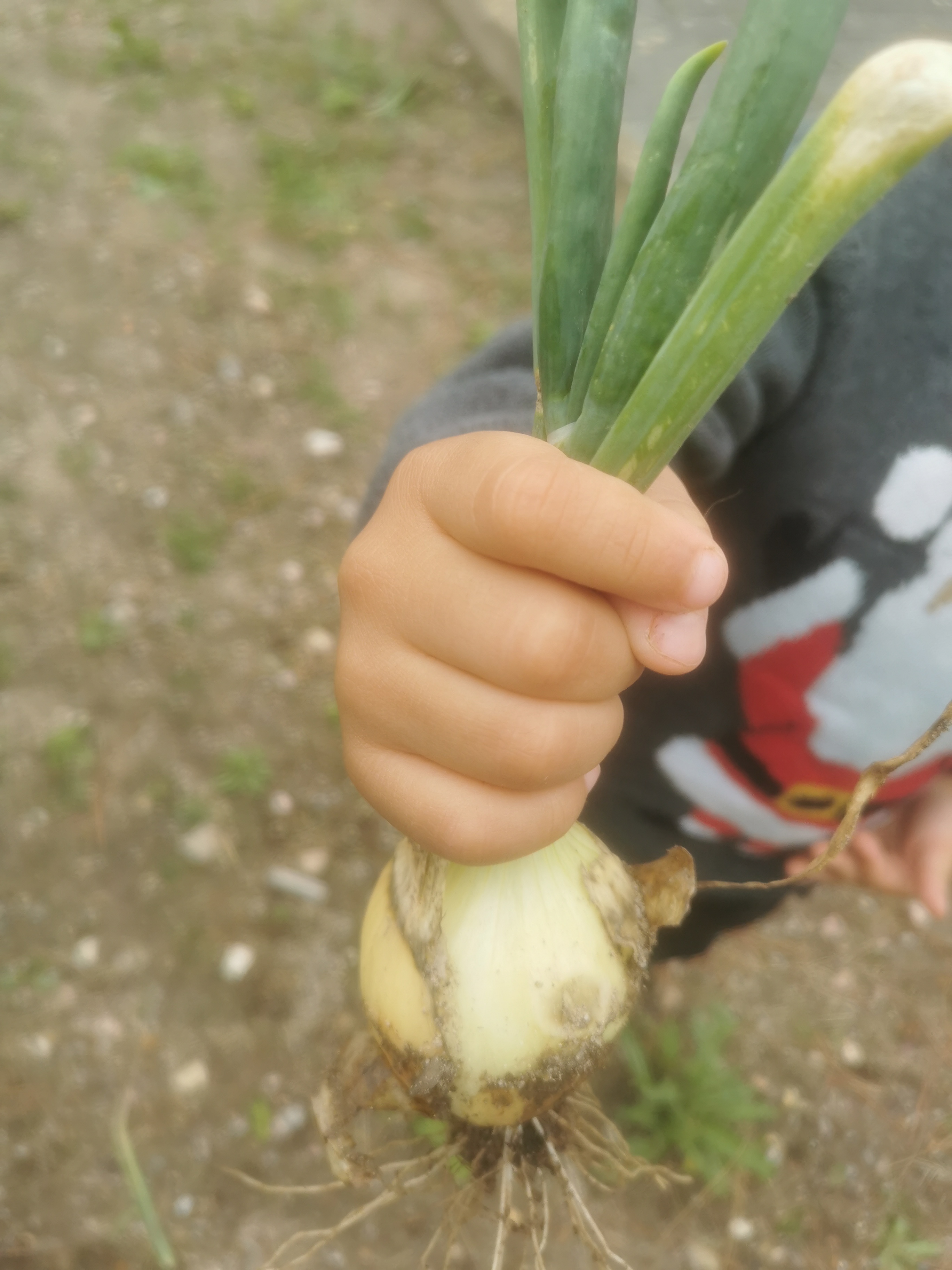 Colheita de cebolas