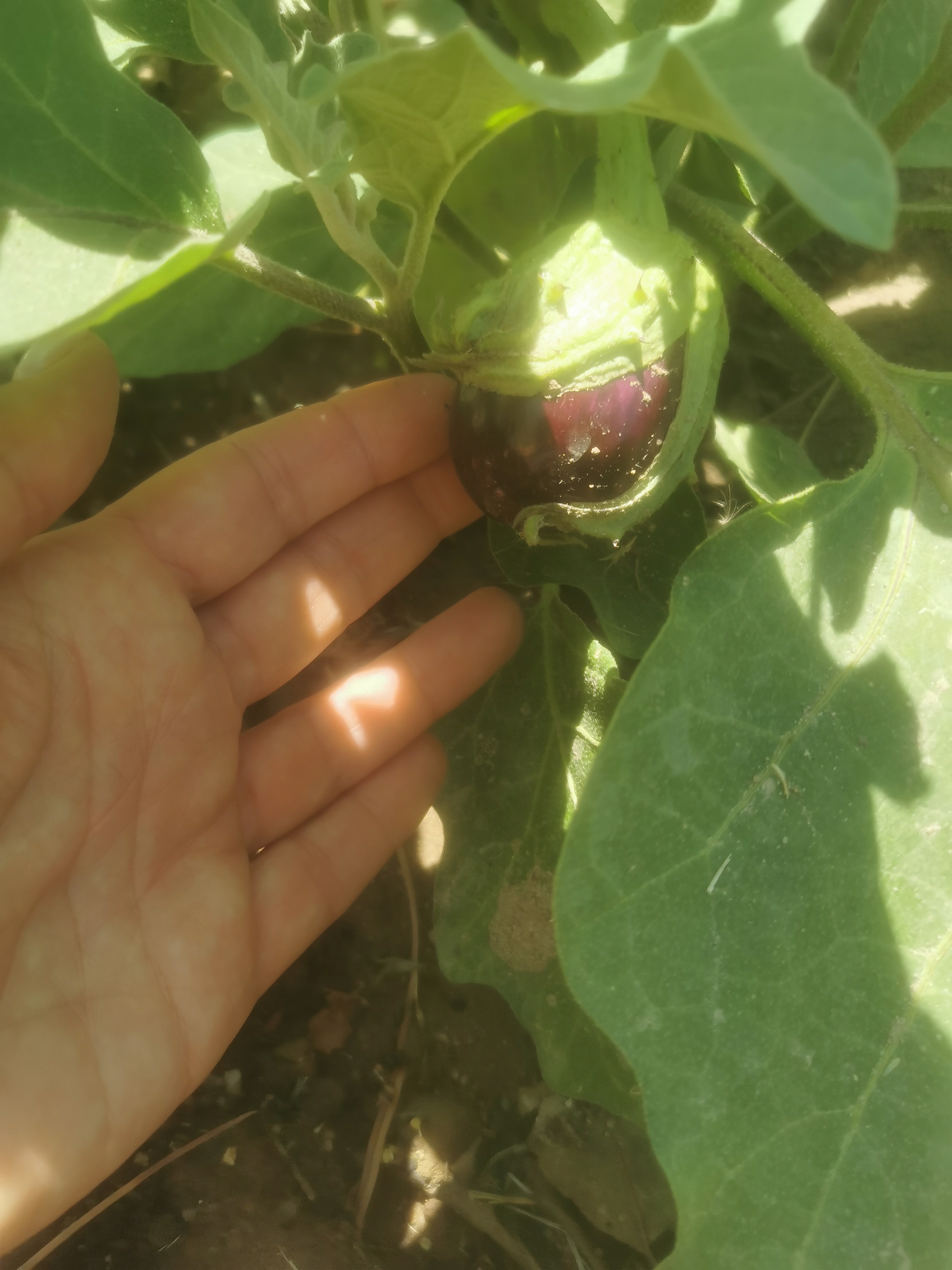 Legumes a crescer