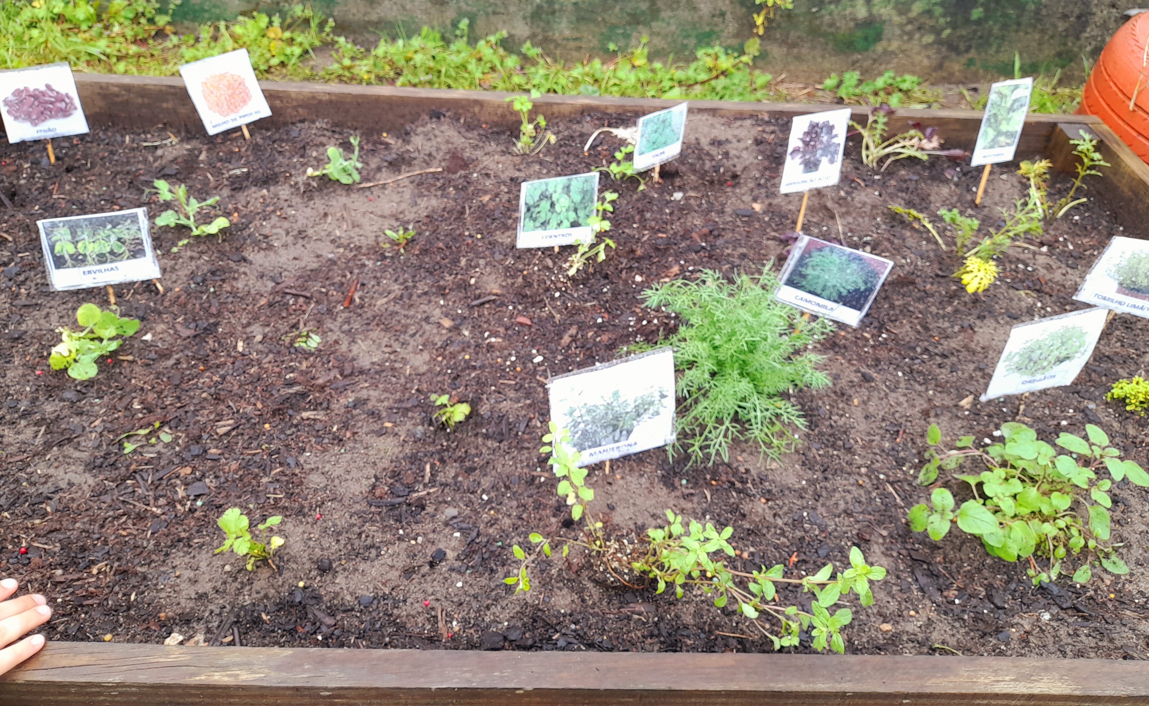"Conhecemos muitas espécies vegetais, diferentes"