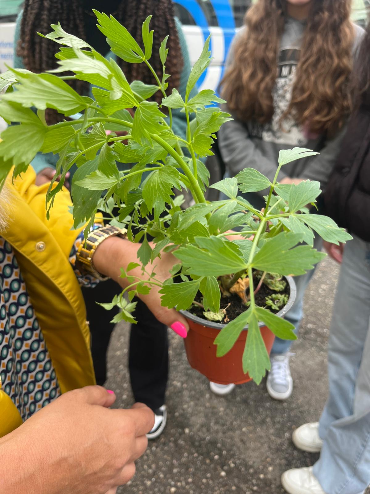 Exemplo de uma erva aromática a plantar (coentro).