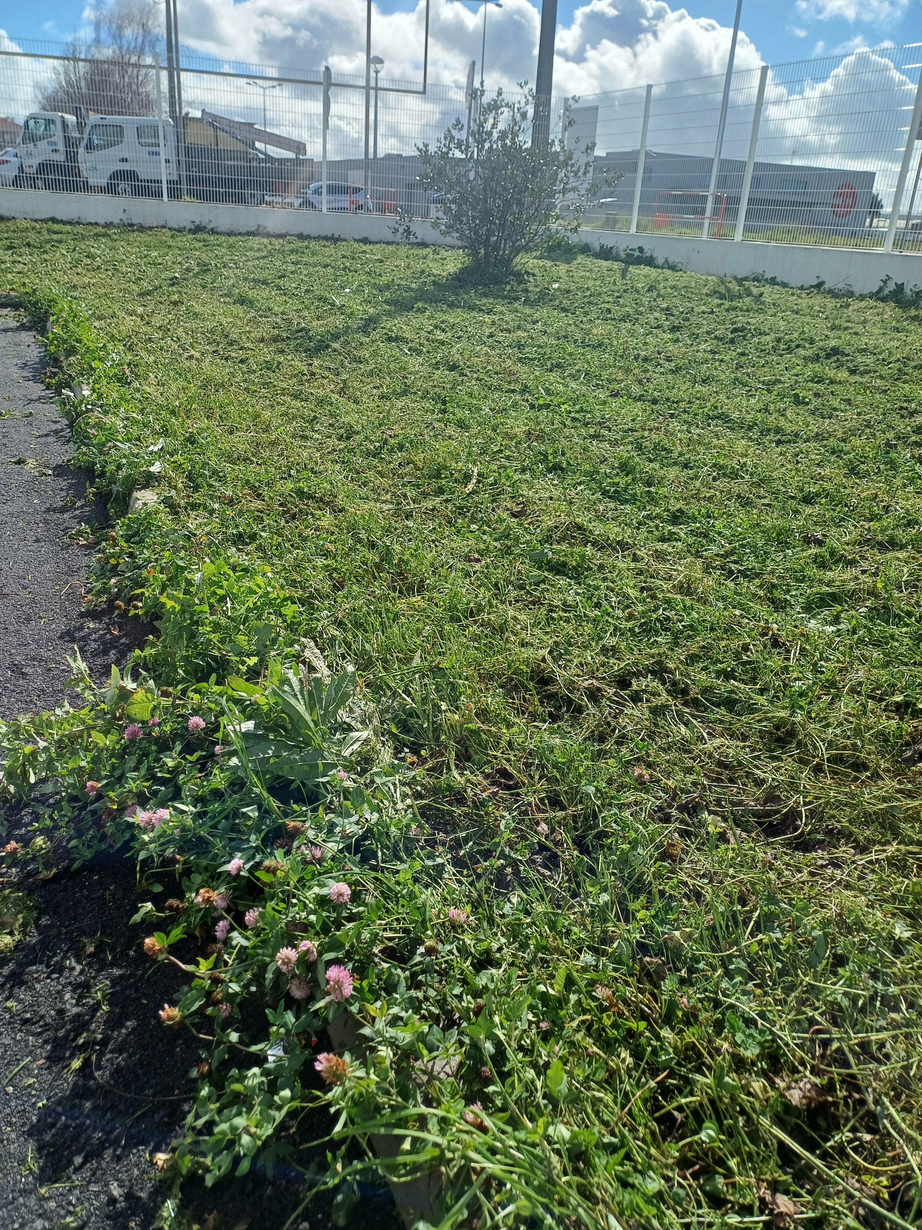 A Câmara Municipal de Estarreja é nossa parceira e colaborou com a preparação do terreno.