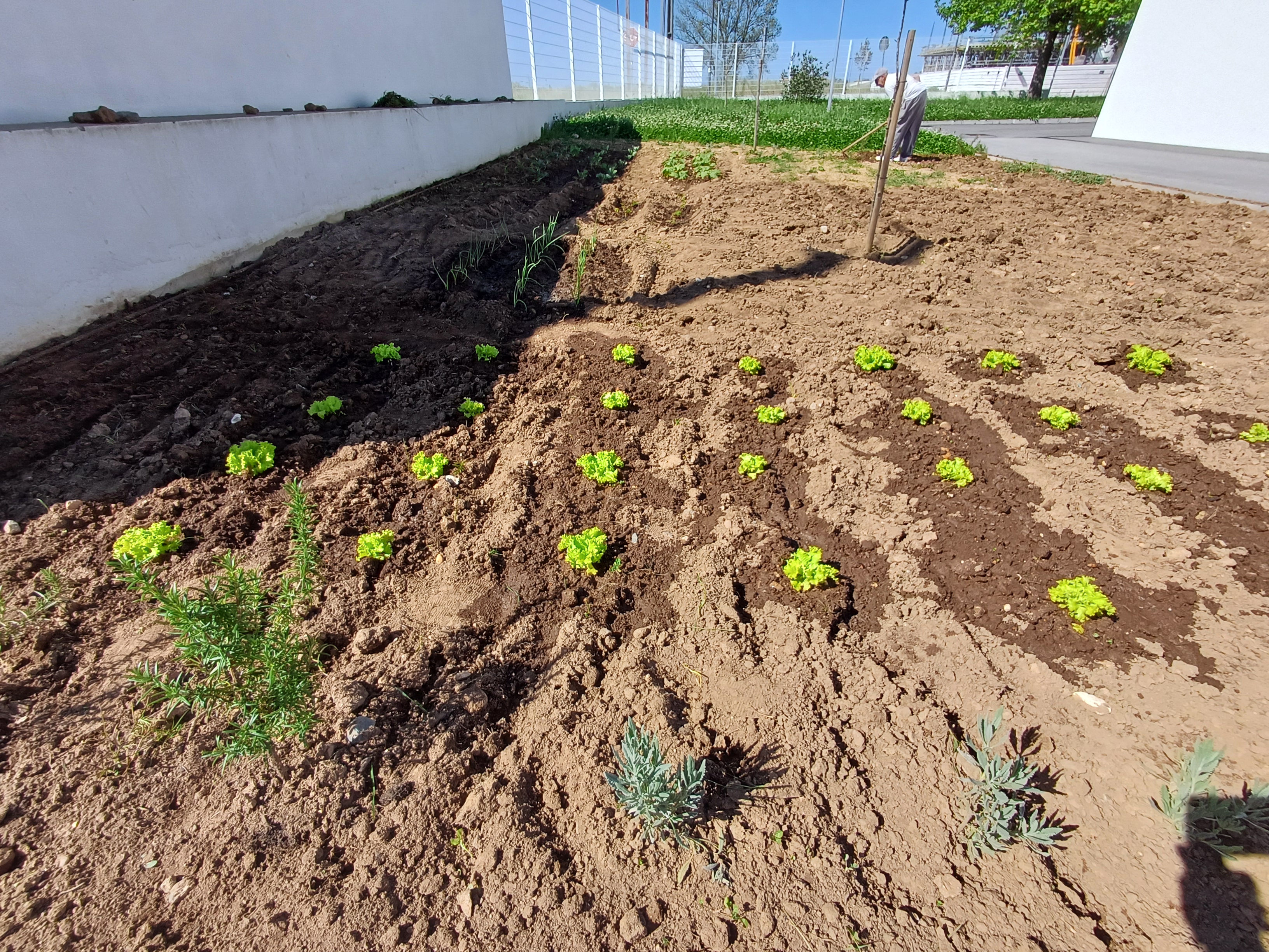 Primeiras plantações;