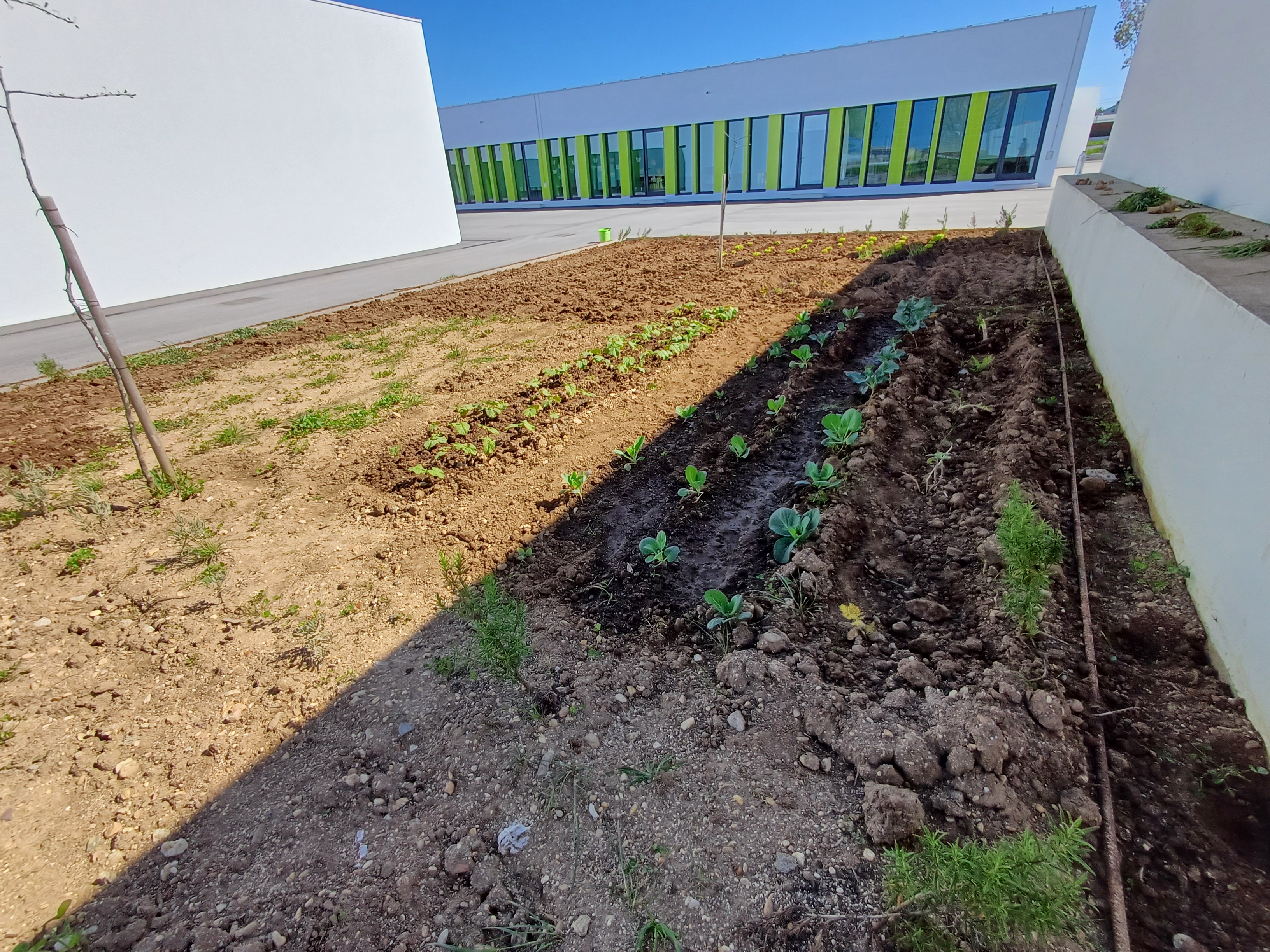 Primeiras Plantações;