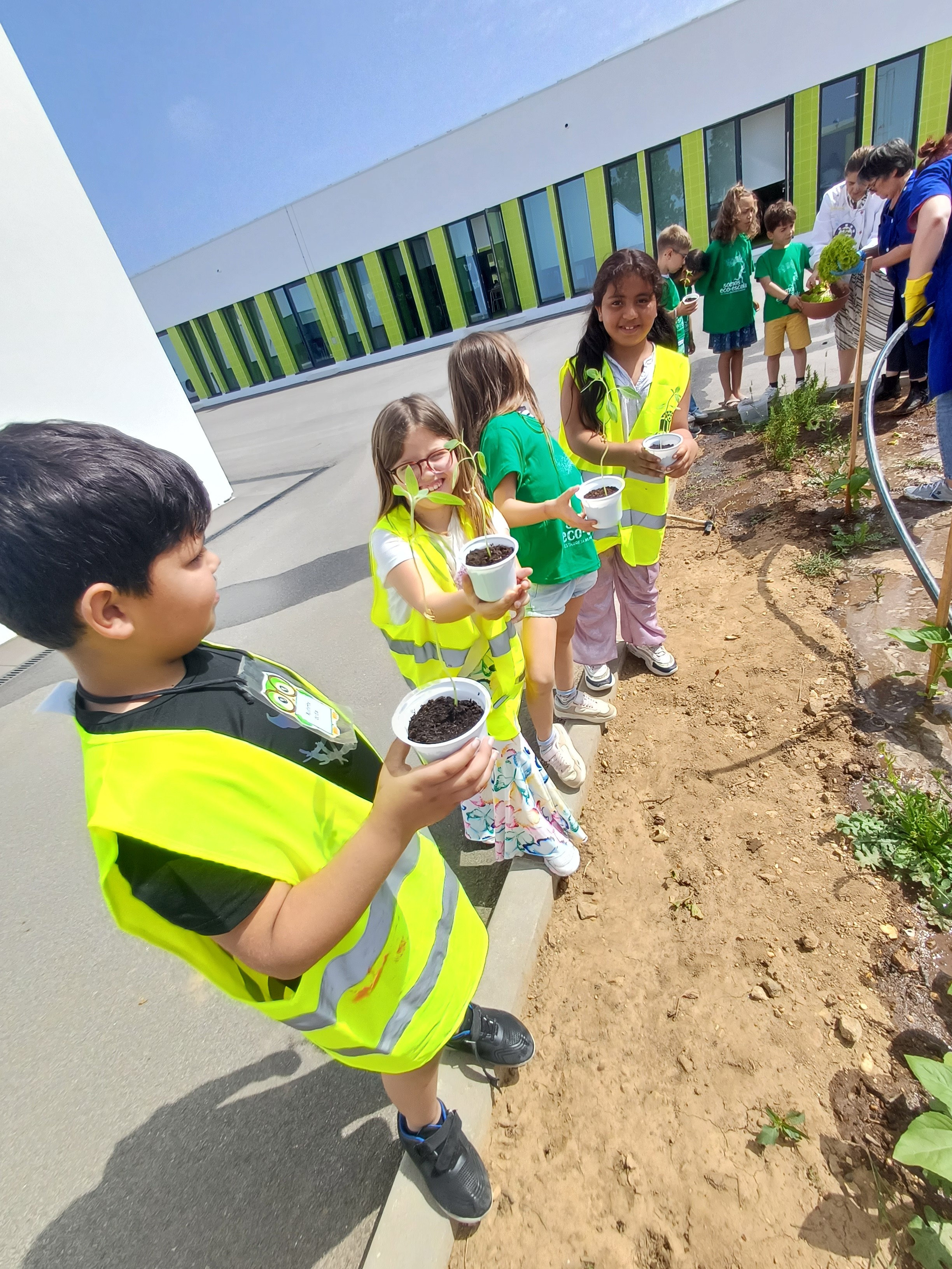 Transplantação de plantas germinadas em sala;
