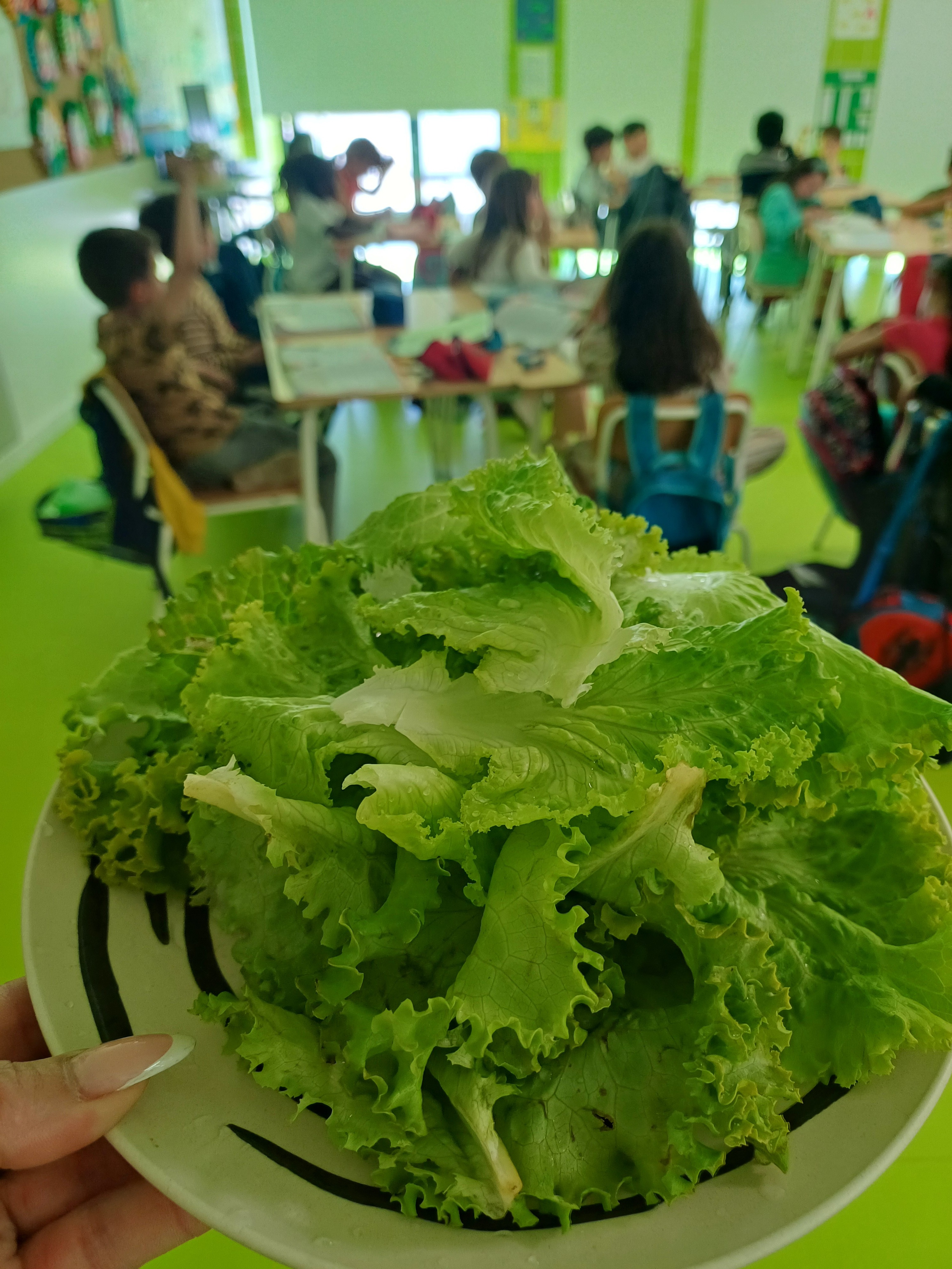 Na sala de aula: lavar a alface-preparação;