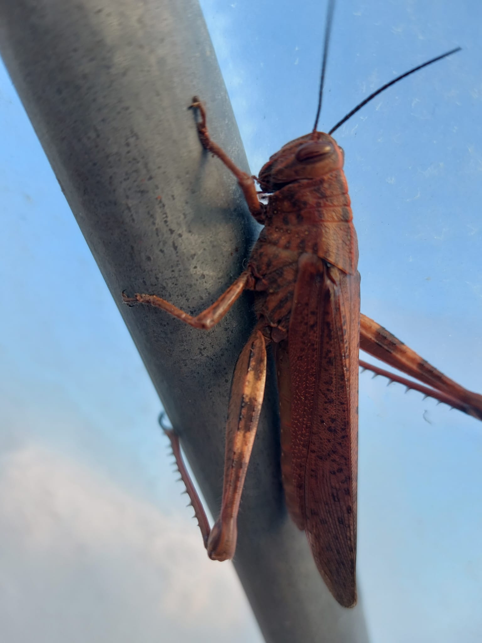 Biodiversidade na horta