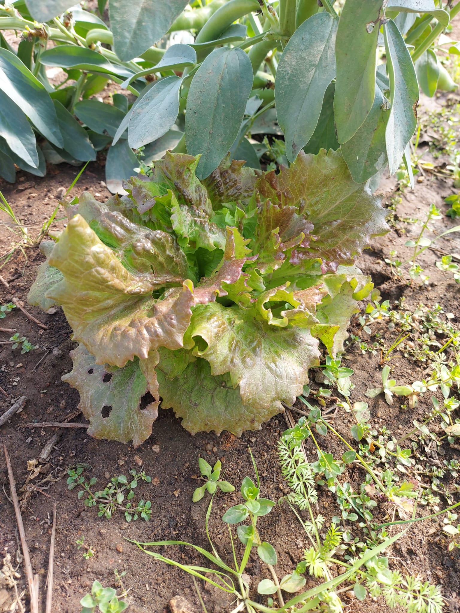 Favas e alfaces.