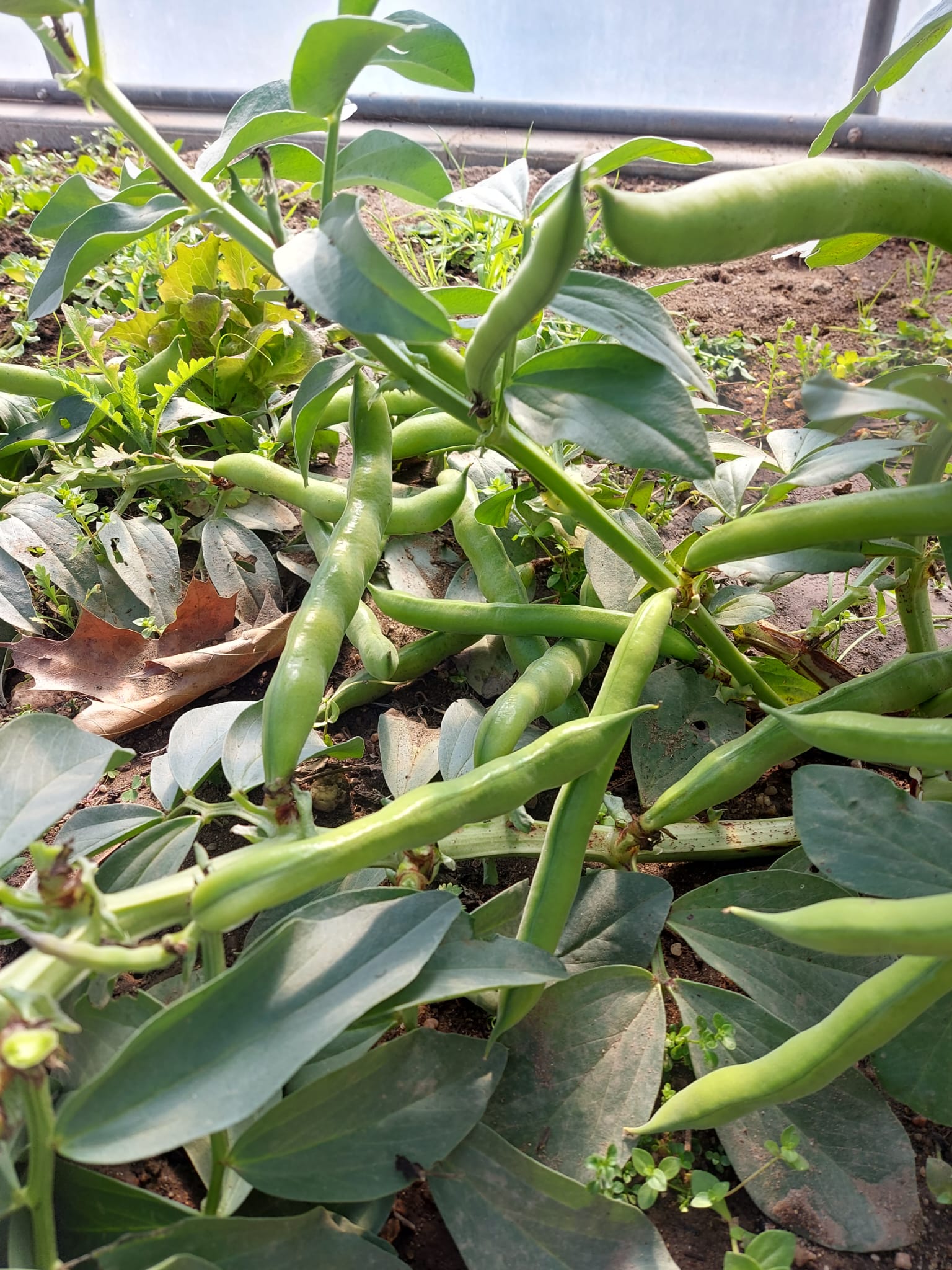 Favas.