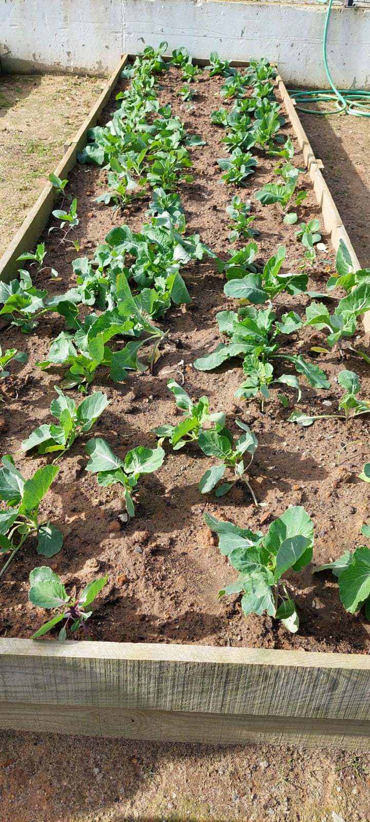 As plantas crescem!