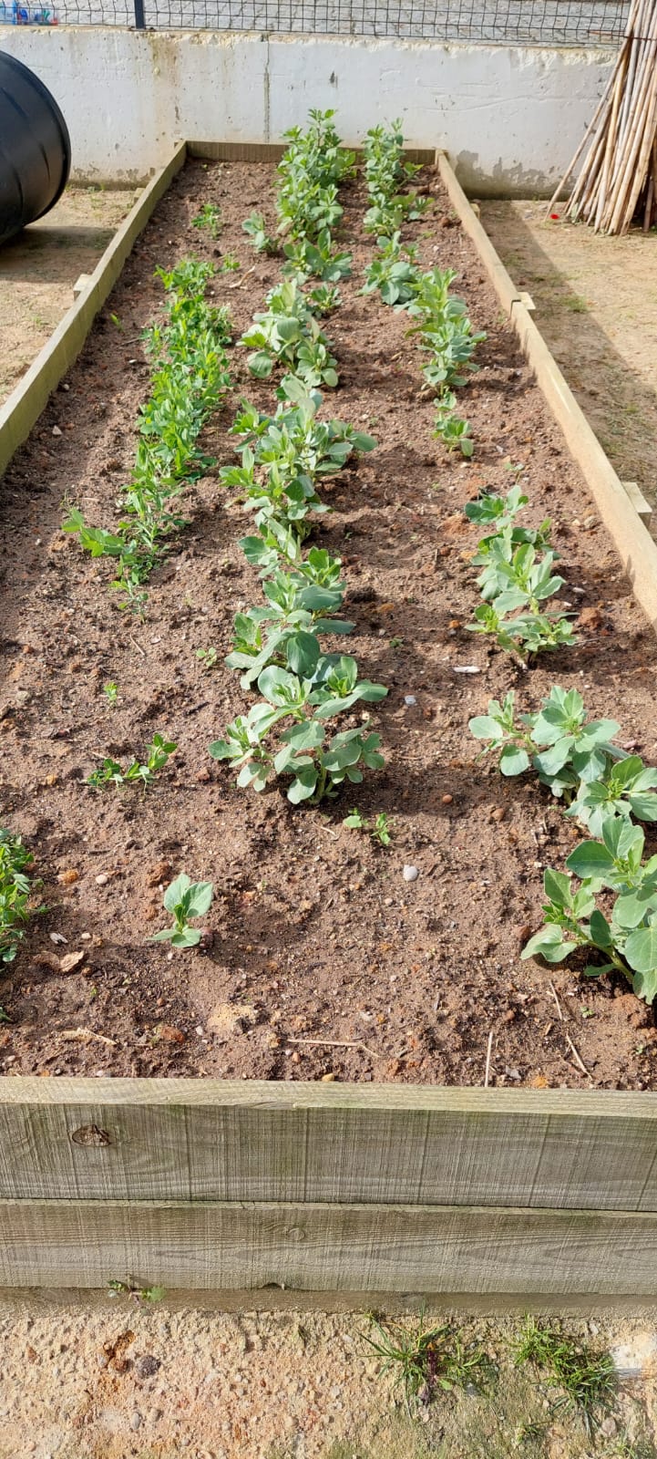 As plantas crescem!