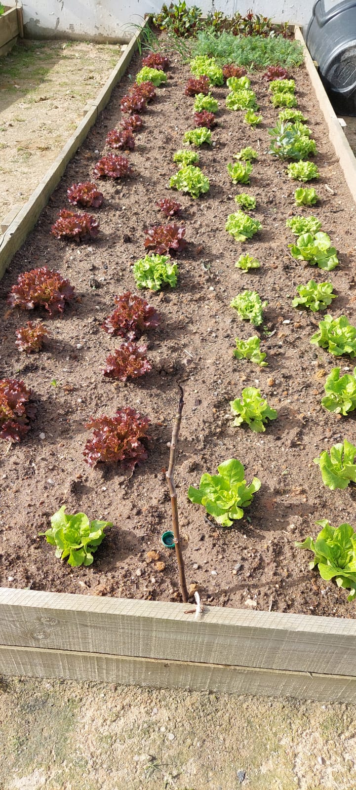 As plantas crescem!