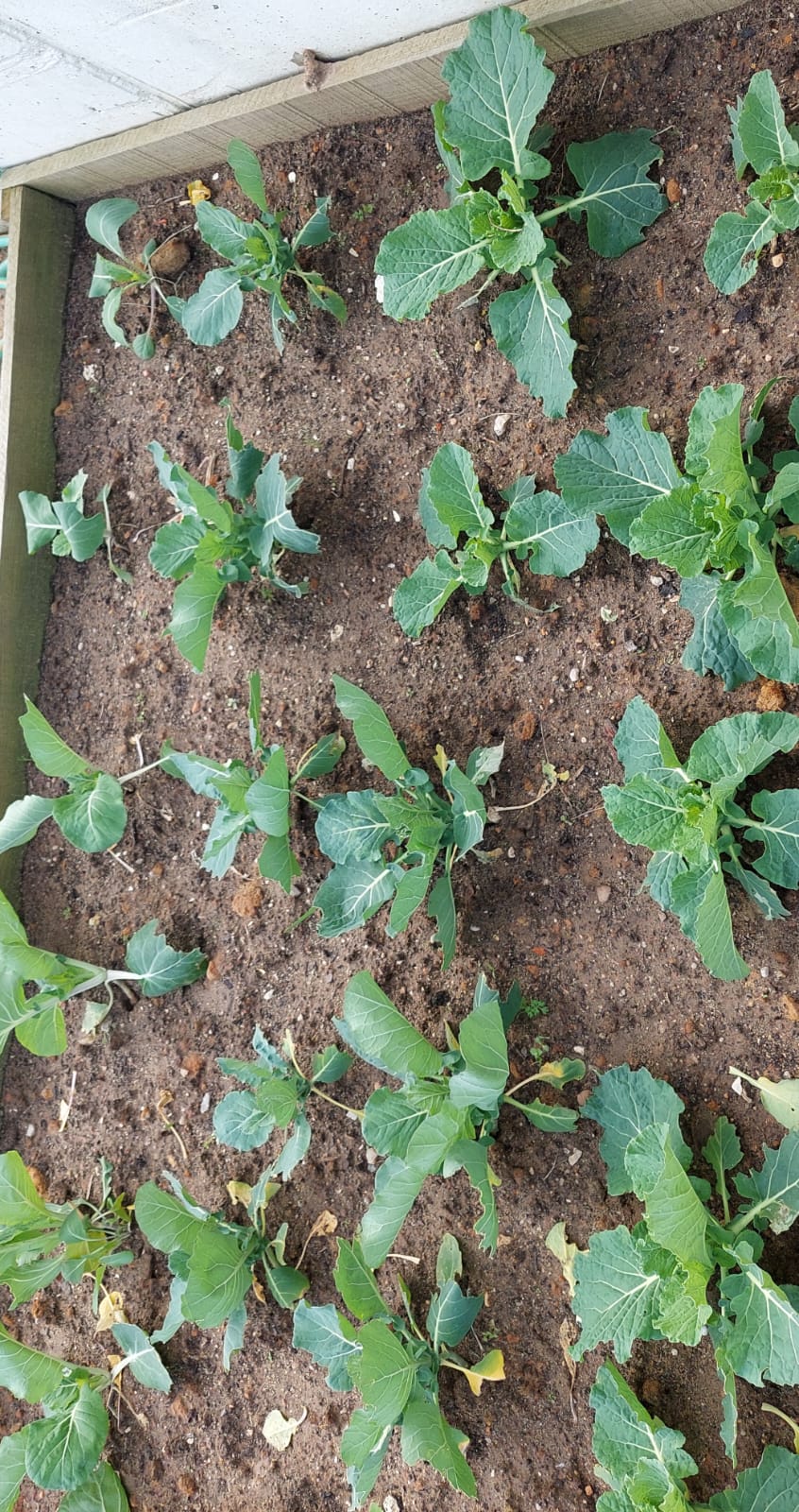 As plantas crescem!