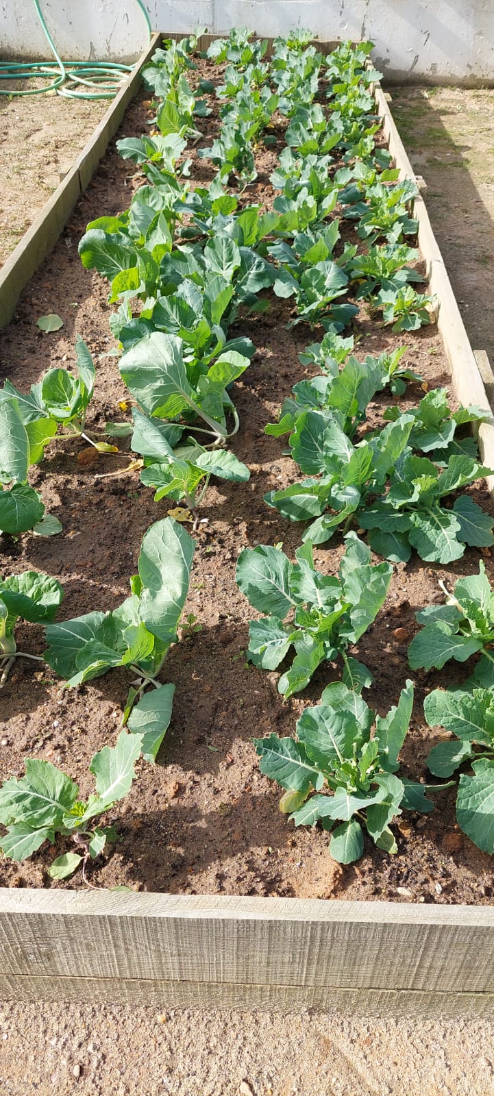 As plantas crescem!