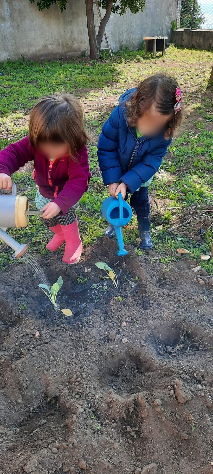 Com baldes ou com regadores, o importante é cuidar das nossas plantas.