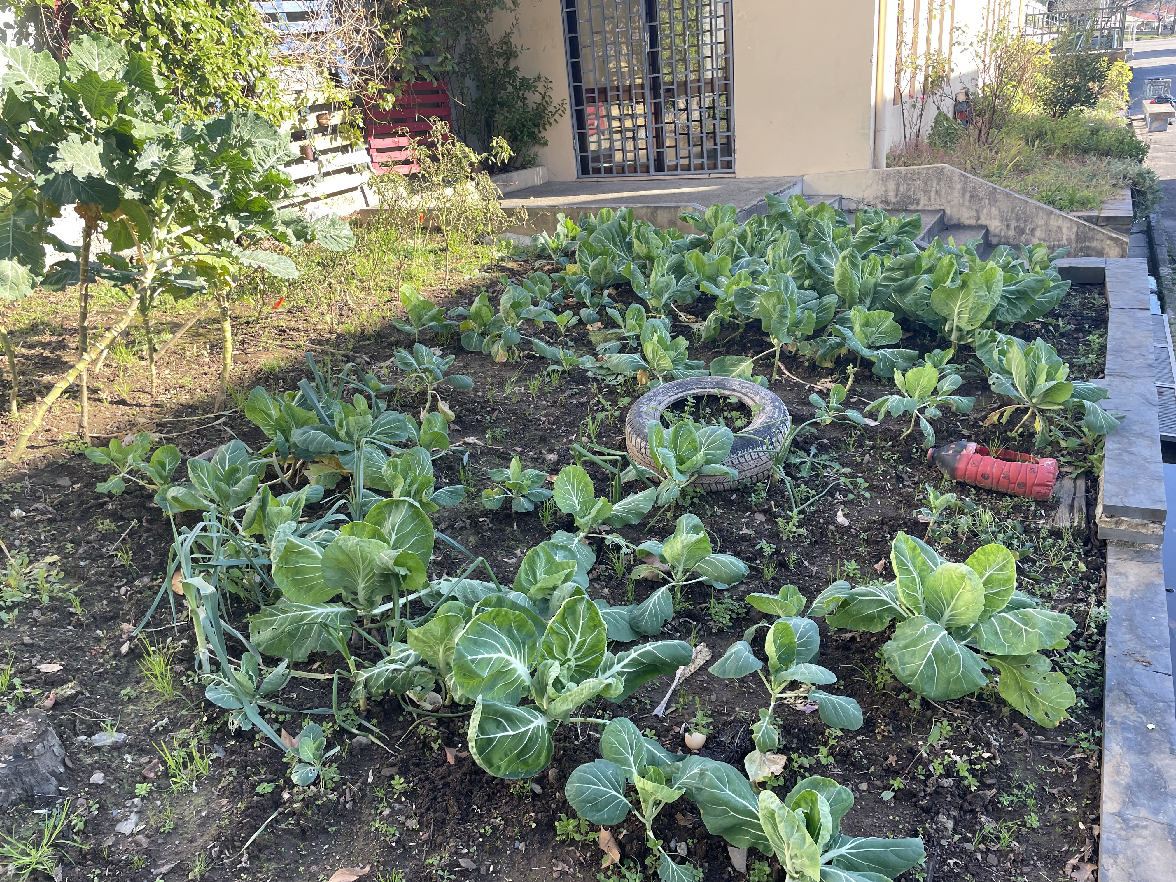 Plantação de couves