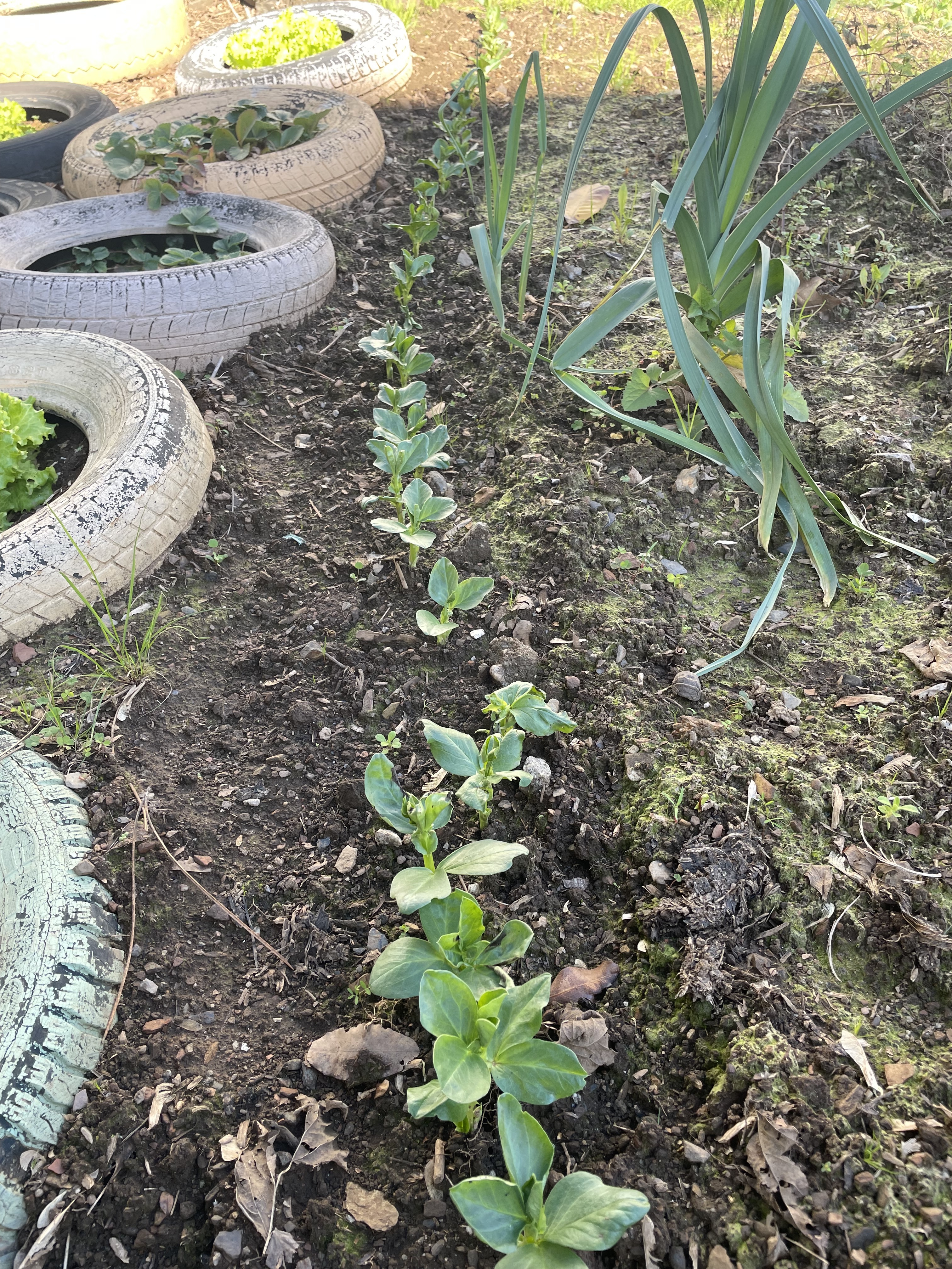 salsa, hortelã, alho francês, favas.