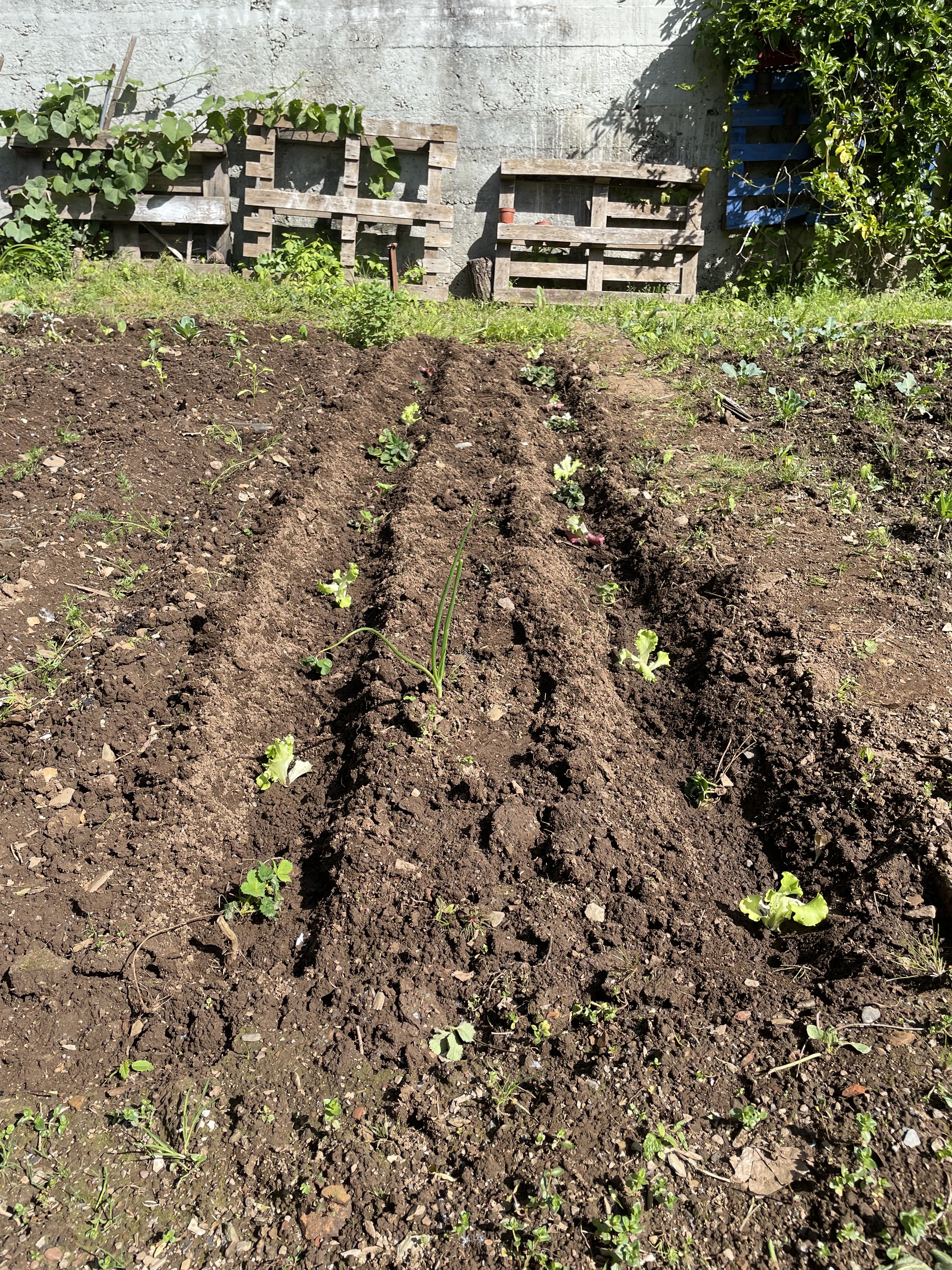 Plantação de alface e morangos.