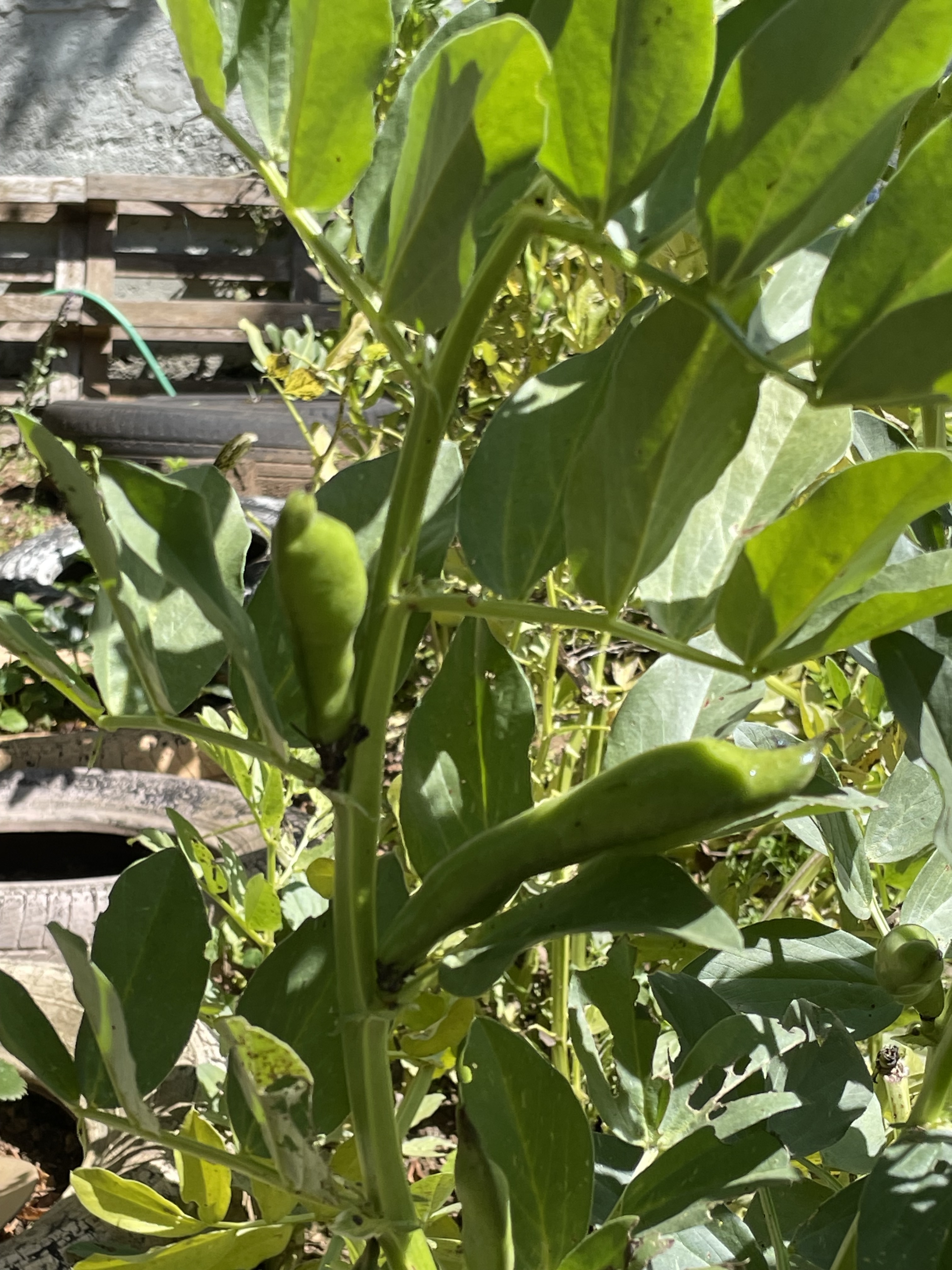 Favas.