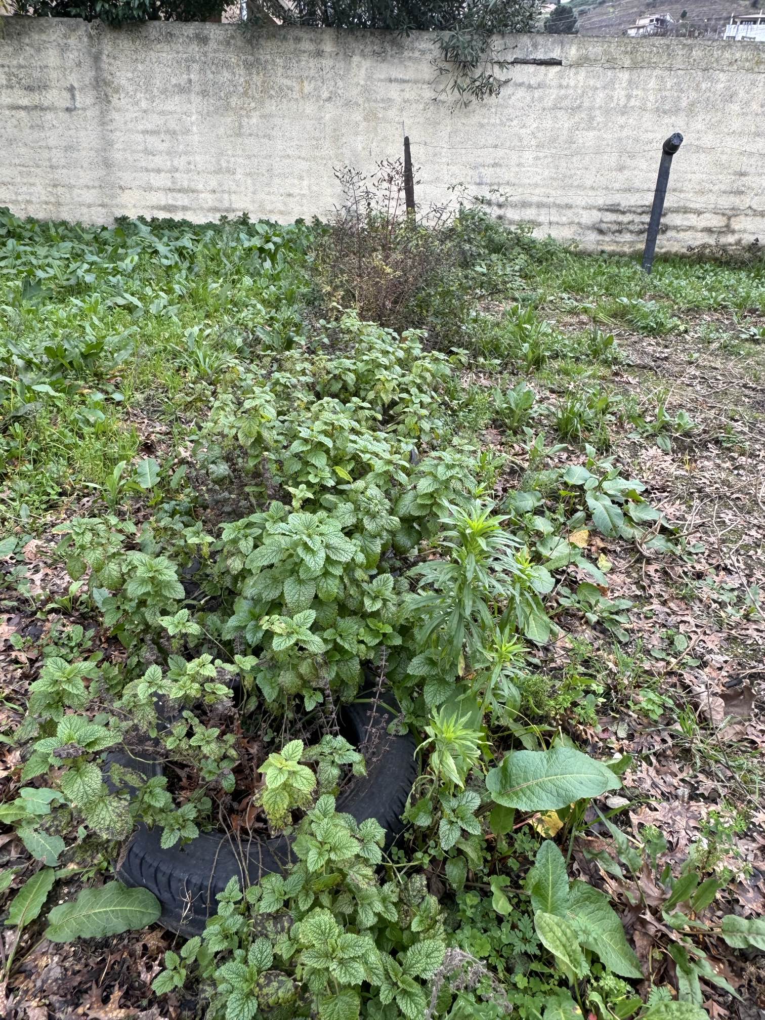plantas aromáticas