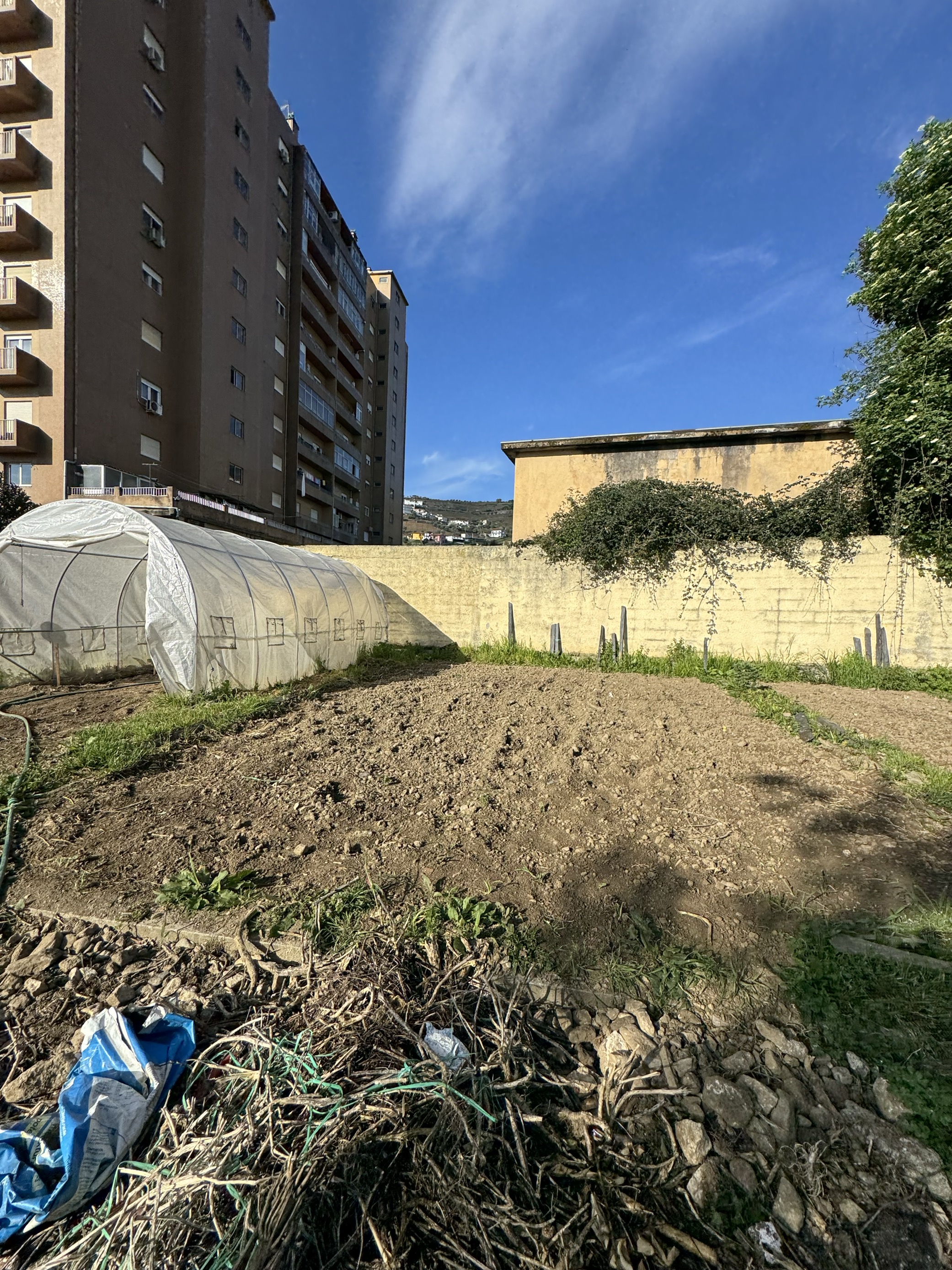 Espaço adjacente à estufa (após retirada da vegetação herbácea)