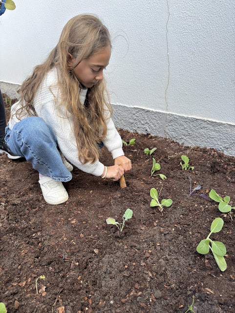 Os alunos a plantarem ALFACES.