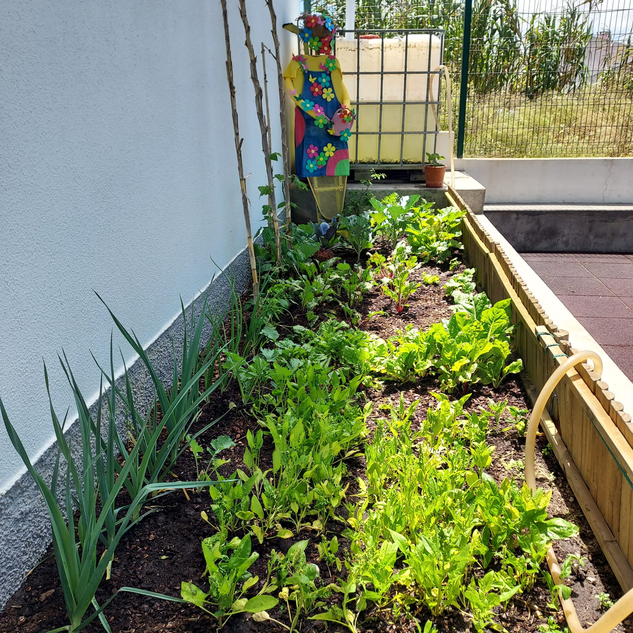 A nossa bela horta com o que foi plantado a crescer e pronto a ser colhido.