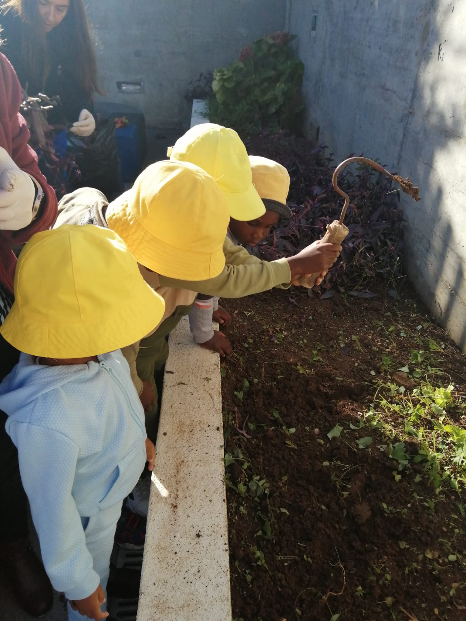 A preparar a terra, arrancando as ervas que cresceram durante o período de férias, para semear este ano letivo novos alimentos.
