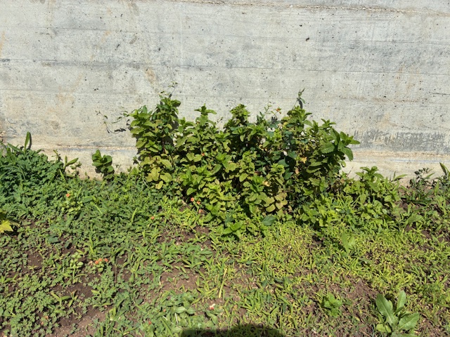 Fase de crescimento do que plantámos e semeamos.