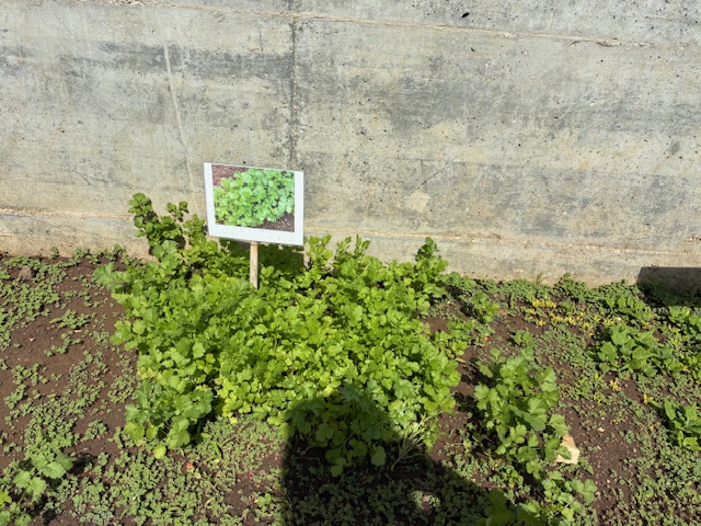 Fase de crescimento do que plantámos e semeamos.
