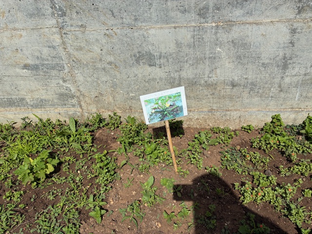 Fase de crescimento do que plantámos e semeamos.