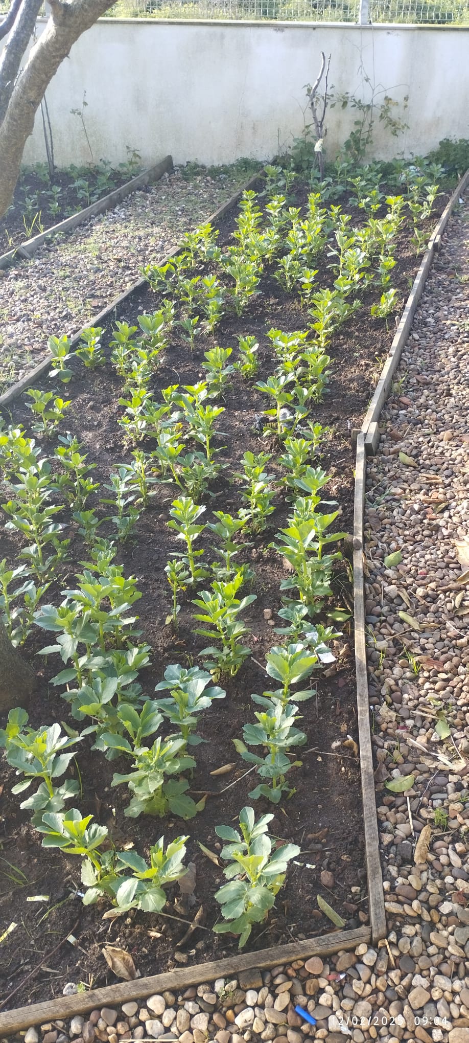 FAVAS