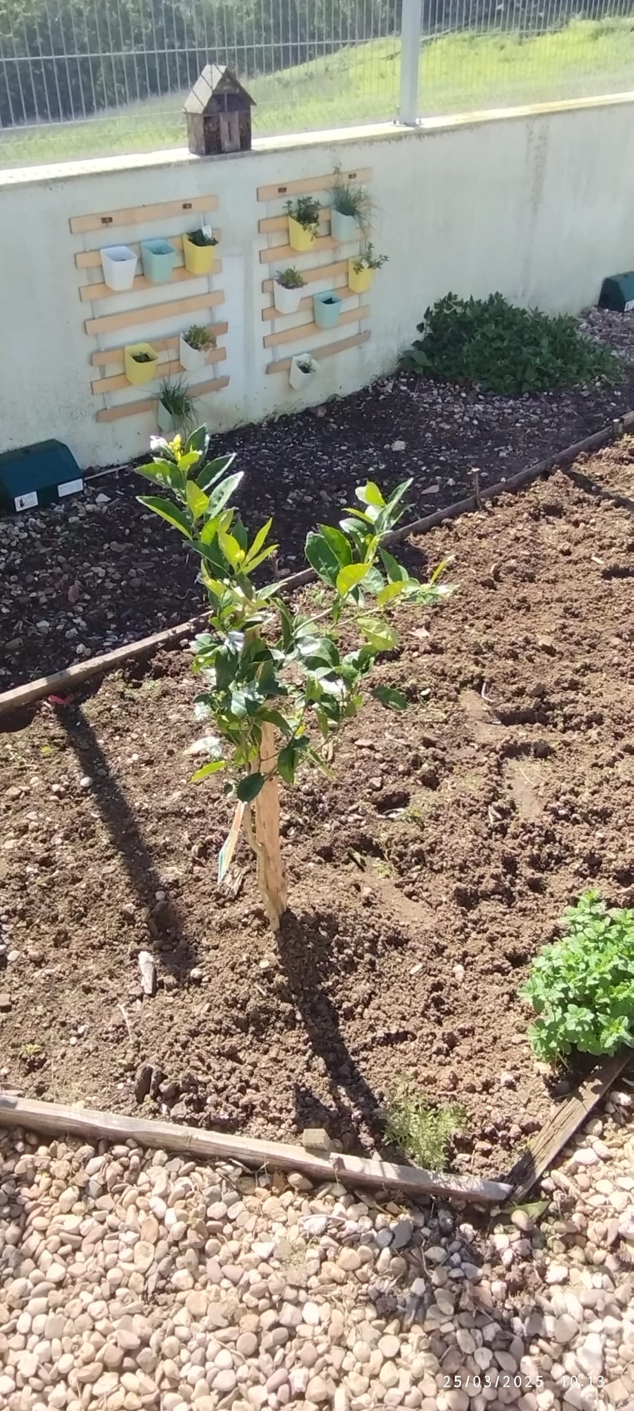 Laranjeira e jardim vertical aromáticas (em progresso)