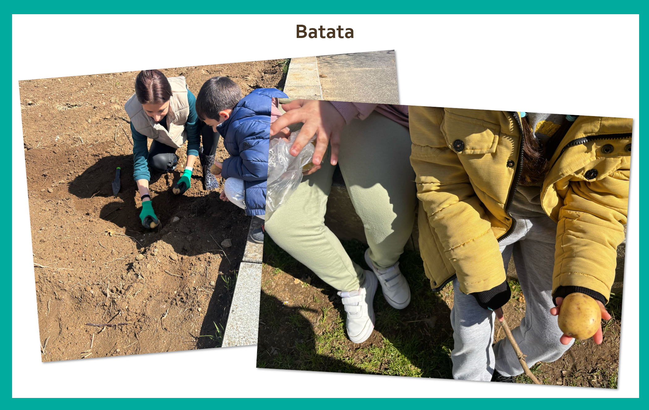 Cultivo de batata na Horta BIO, desde a preparação do solo até ao acompanhamento do crescimento, enriquecendo a biodiversidade do espaço.
Cultivamos as nossas batatas com carinho e alimentamos a esperança de uma colheita abundante.