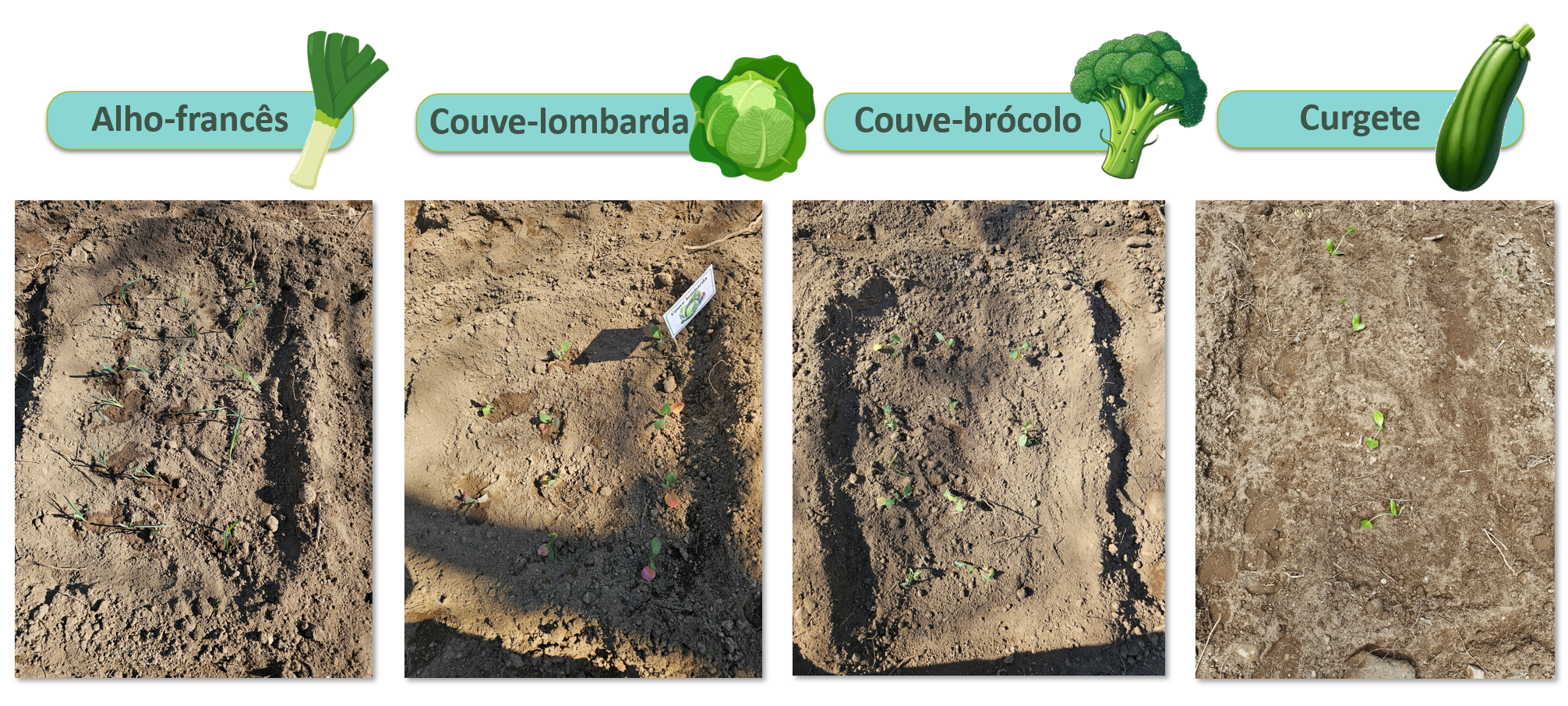 Ainda tivemos tempo para realizar o plantio de alho-francês, couve-lombarda, couve-brócolo e curgete, enriquecendo ainda mais a diversidade da nossa Horta. 
Cada planta acrescenta um toque especial a este espaço, que nos aproxima da natureza.