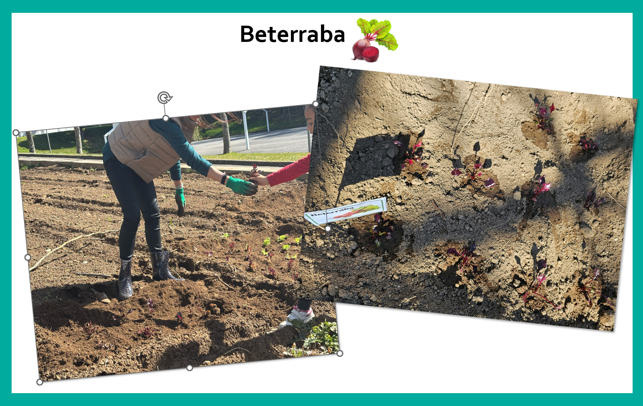 Canteiro de beterraba. 
Para fazer deliciosas saladas e trazer ainda mais cor e sabor para a mesa, plantamos também beterrabas. Cada muda foi cuidadosamente colocada no solo, com a expectativa de ver crescer raízes robustas e saudáveis.