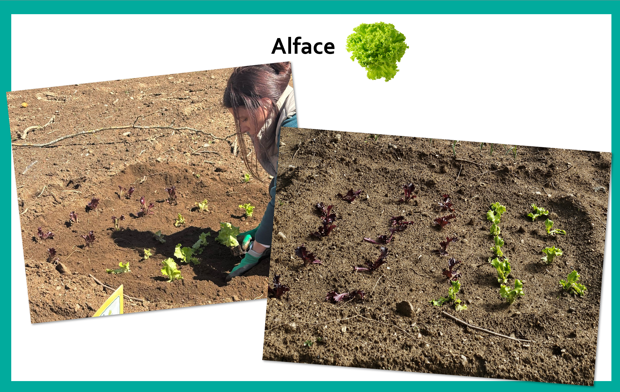 Canteiro de alface. 
Depois de preparar o solo, plantamos alface, manuseando cada muda com delicadeza. Tivemos o cuidado de manter os pés bem espaçados, para que possam ter espaço para se desenvolverem e crescerem fortes e saudáveis.