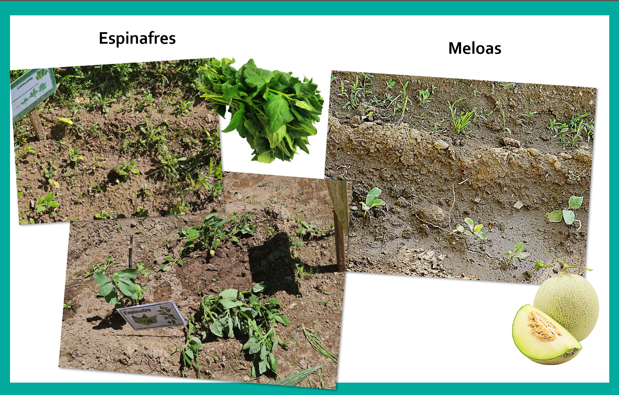 Cultivo de espinafres e meloas. 
Enriquecemos a nossa horta com mais espécies de plantas. Após preparar cuidadosamente o terreno, plantámos espinafres e meloas.