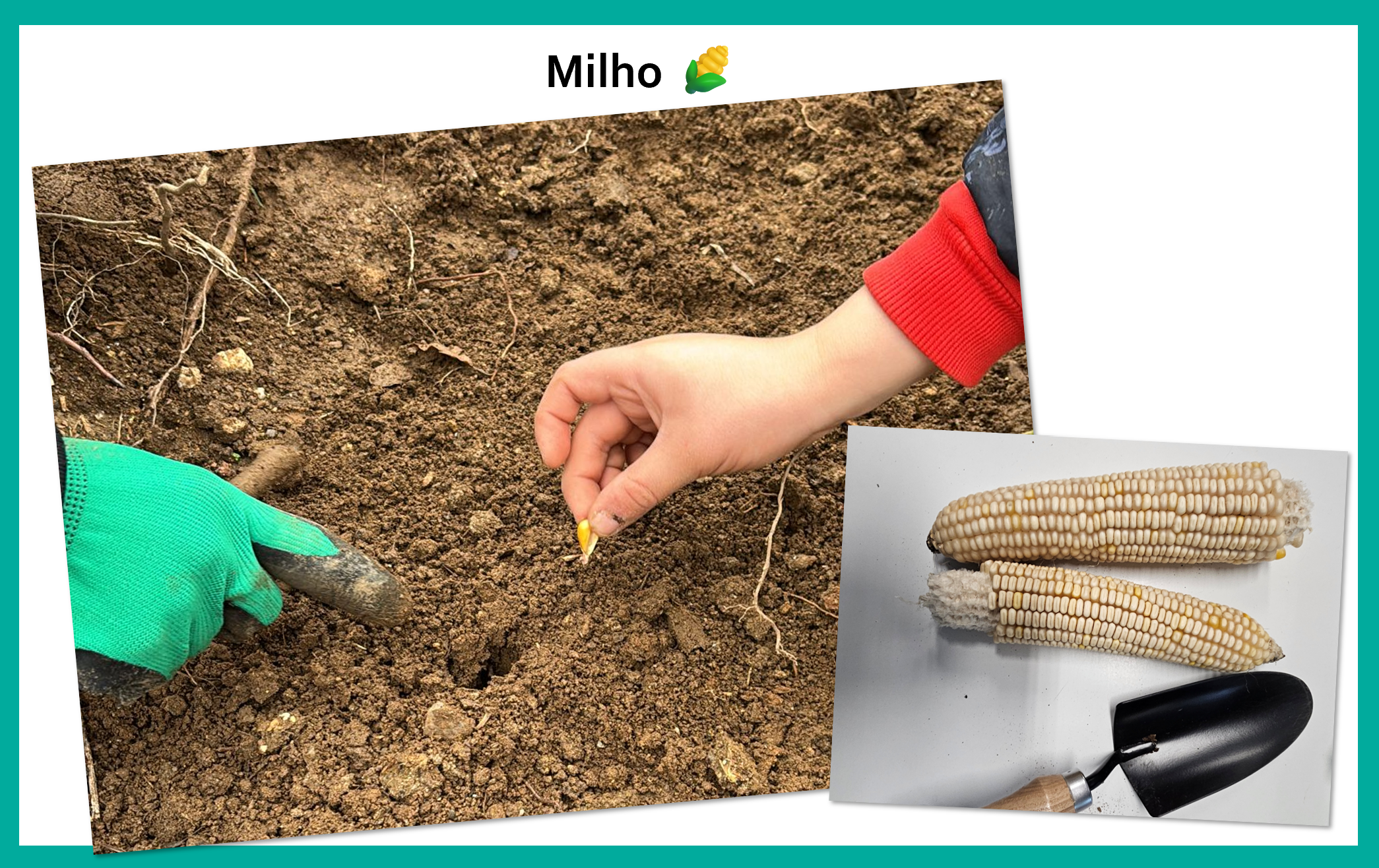 Arranjámos um espaço para a plantação de milho autóctone, originário da nossa região, que nos foi gentilmente oferecido, onde retiramos os grãos das espigas para o cultivo. Esta variedade é cultivada pela nossa comunidade.