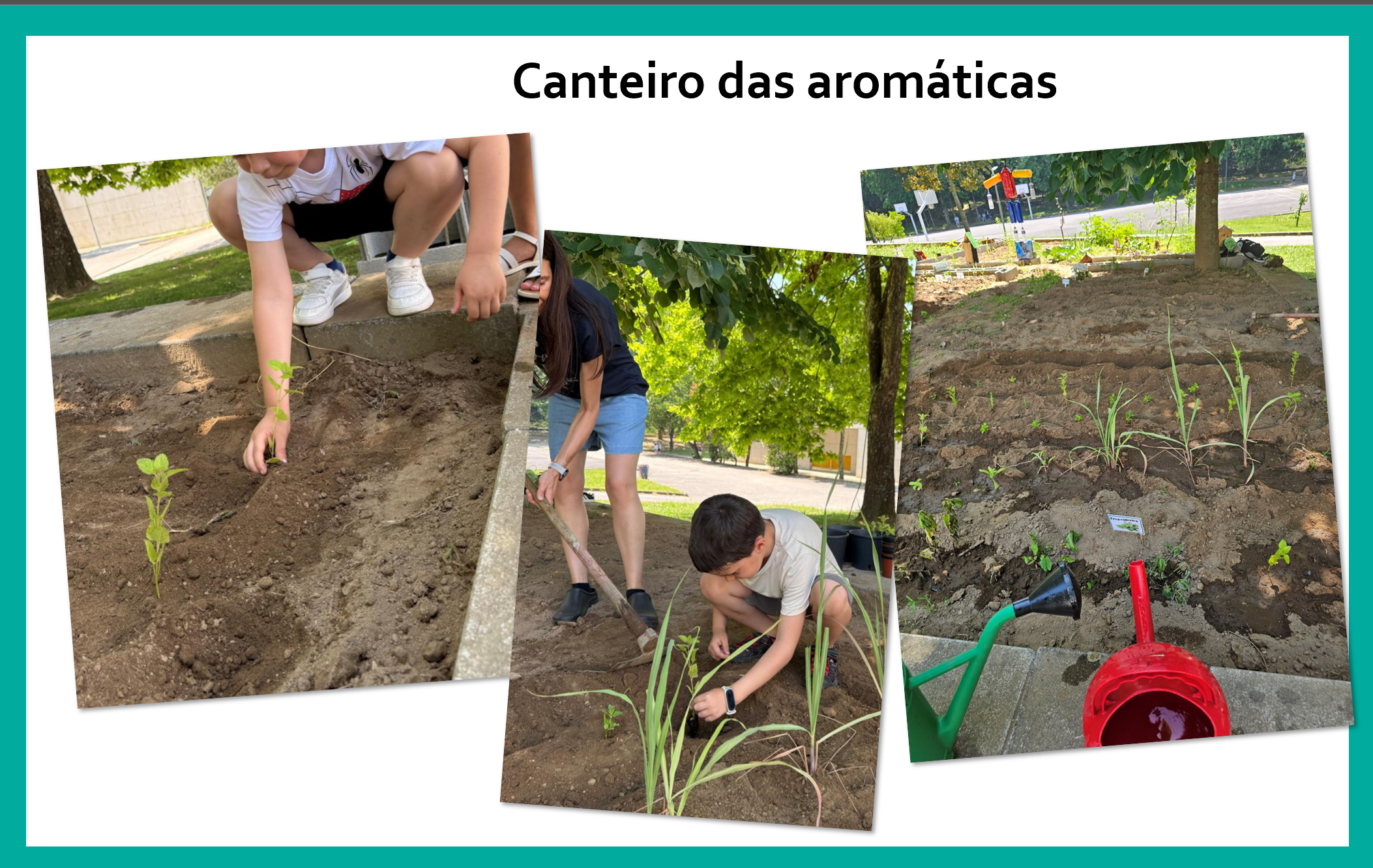 Criamos um novo canteiro das aromáticas. Algumas ervas aromáticas, como alecrim, hortelã, tomilho, erva-príncipe e manjericão, enriquecendo o ambiente com fragrâncias naturais e contribuindo para a atração de polinizadores essenciais à biodiversidade.