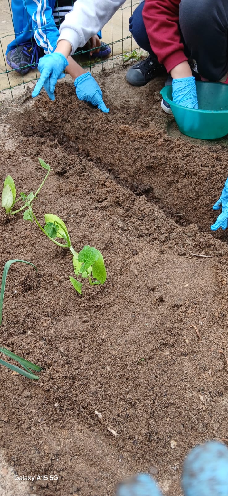 Plantação dos produtos escolhidos pelos alunos