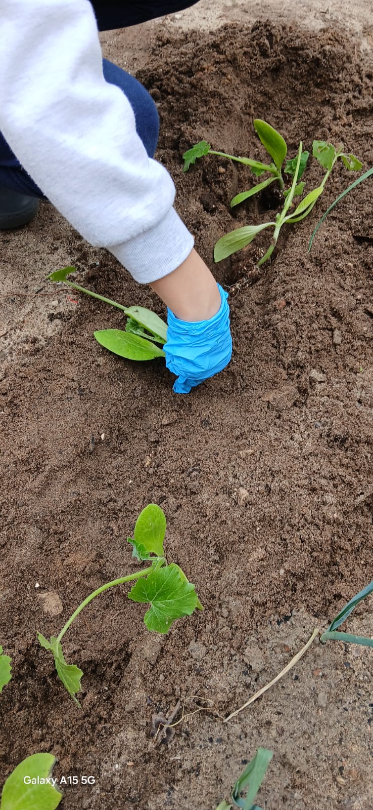 Plantação dos produtos escolhidos pelos alunos