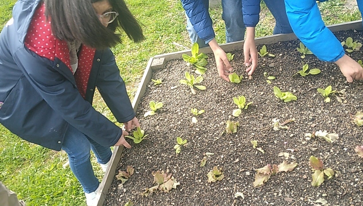 Com a primavera a espreitar, chega a altura ideal para plantar espécies mais frágeis, como as alfaces. O clima ameno e os dias mais longos proporcionam as condições perfeitas para o crescimento saudável destas hortícolas.