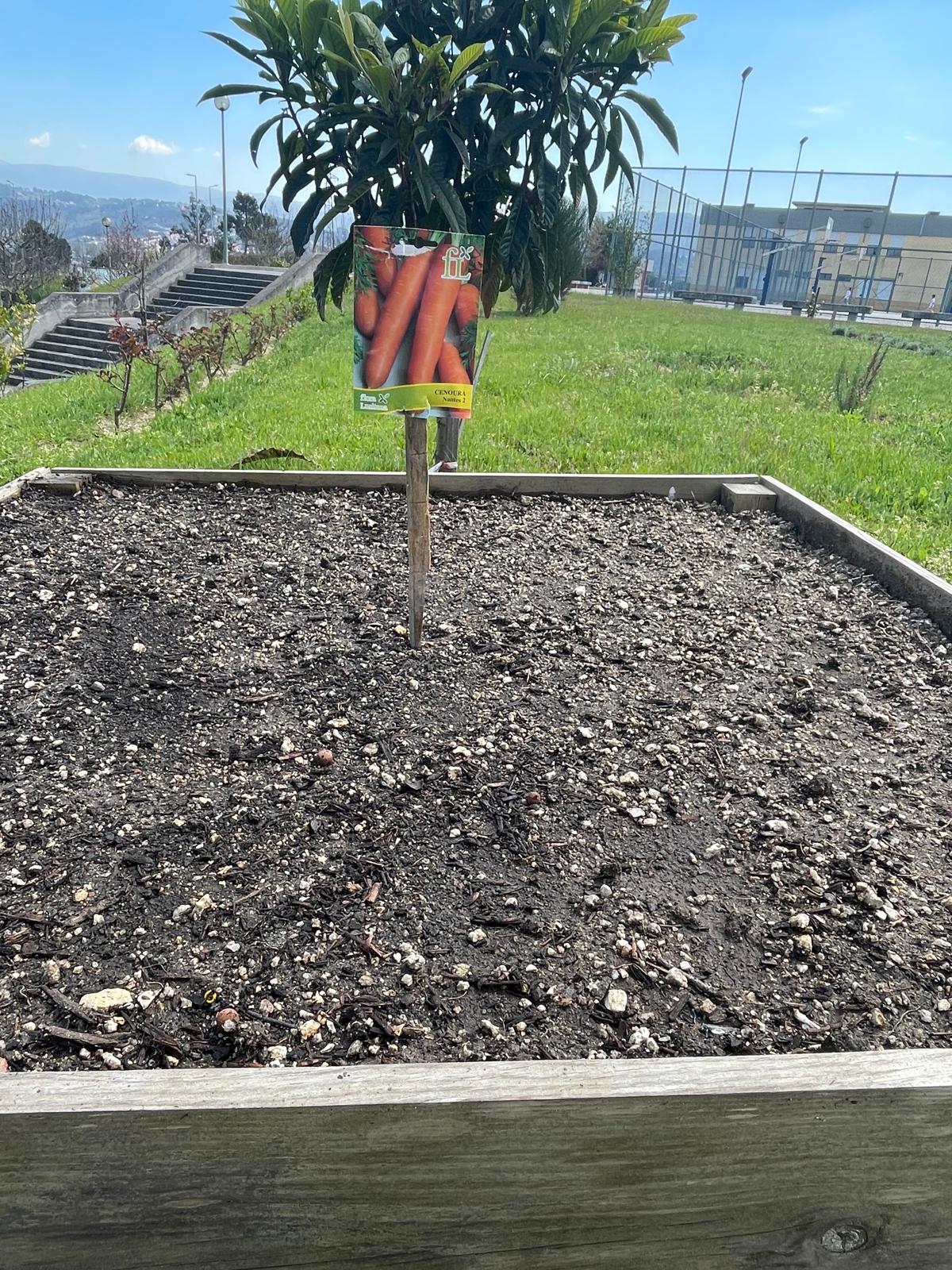 Com entusiasmo e dedicação, preparámos a terra para que as nossas sementes de cenoura possam germinar e crescer saudáveis.
Após cobrirmos as sementes com uma fina camada de terra, procedemos à sua rega, garantindo que o solo ficasse húmido para favorecer
