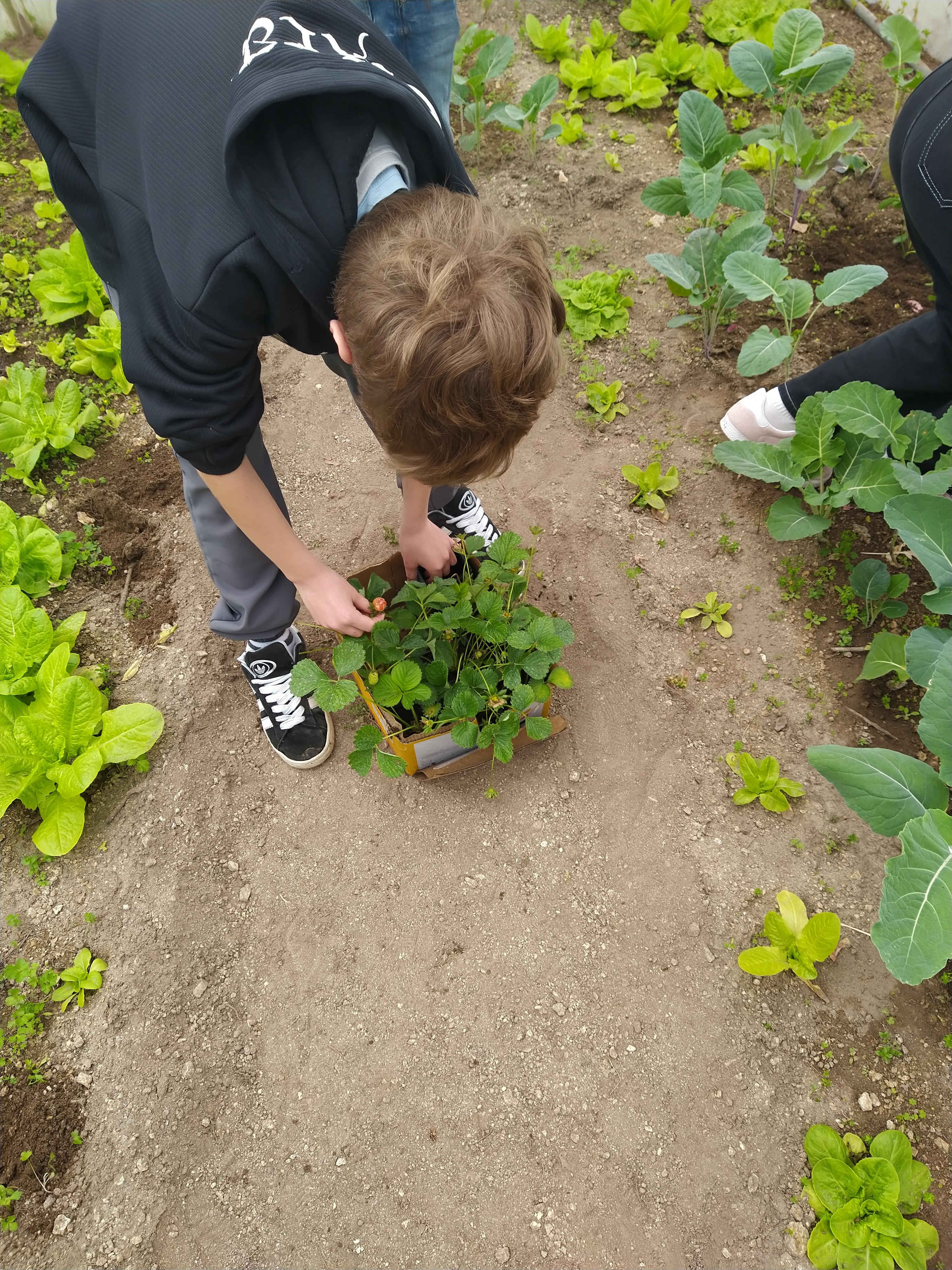 Hoje foi um dia especial na nossa escola. Recebemos com entusiasmo a chegada dos morangueiros em planta.