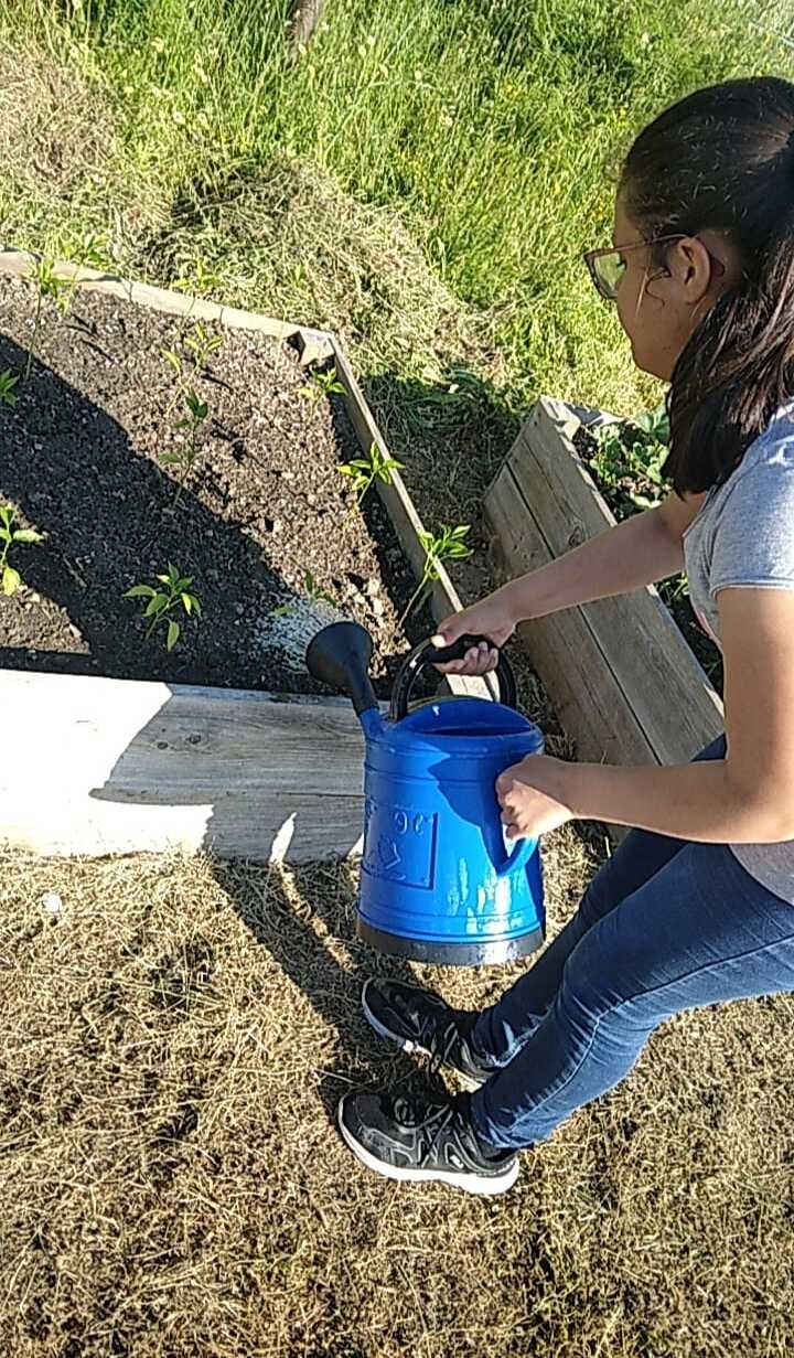 Verde que te quero verde, os nossos pimentos crescem com carinho, em harmonia com a Natureza.
