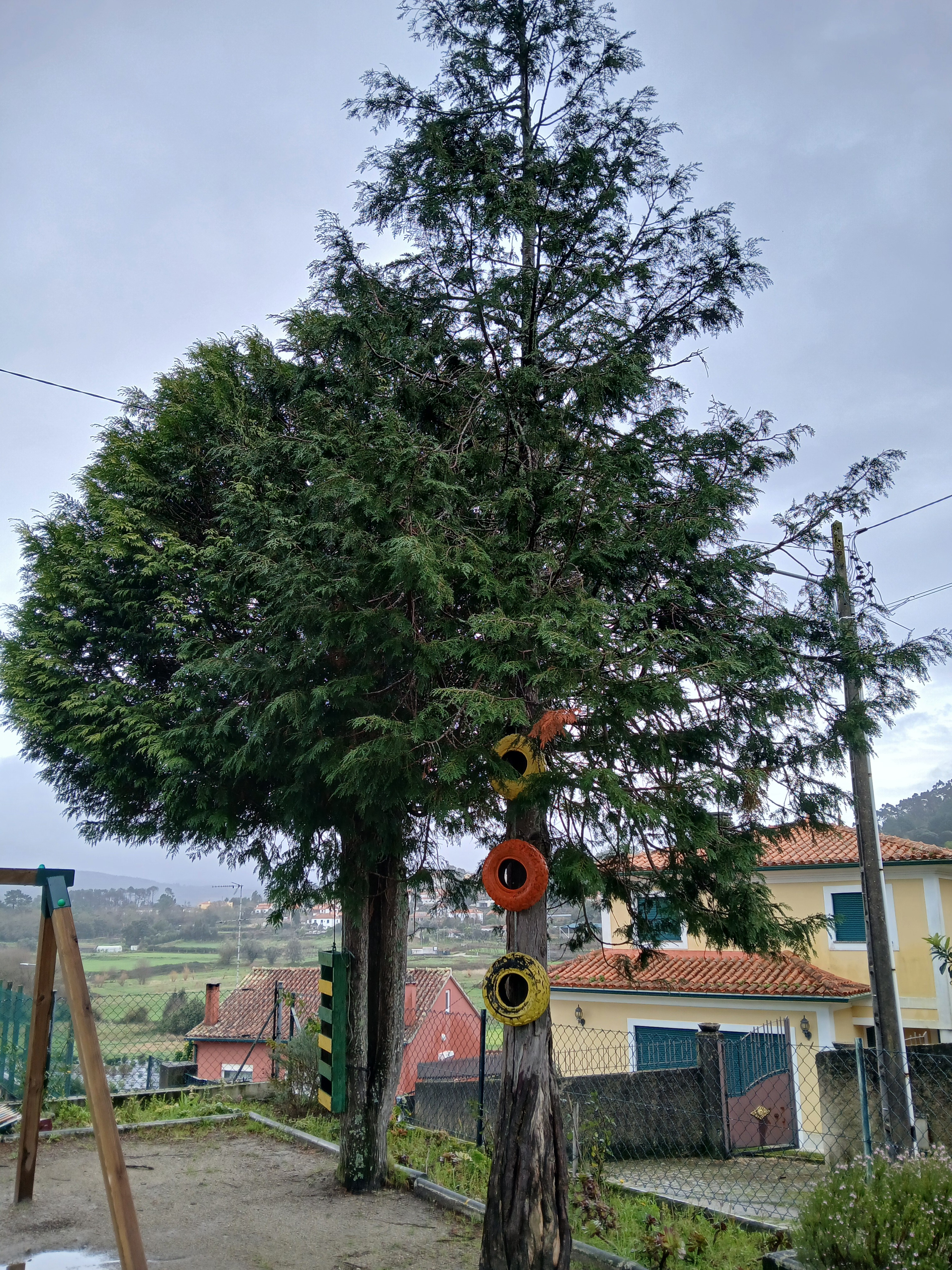 Cedros à espera das casas para os passarinhos.
