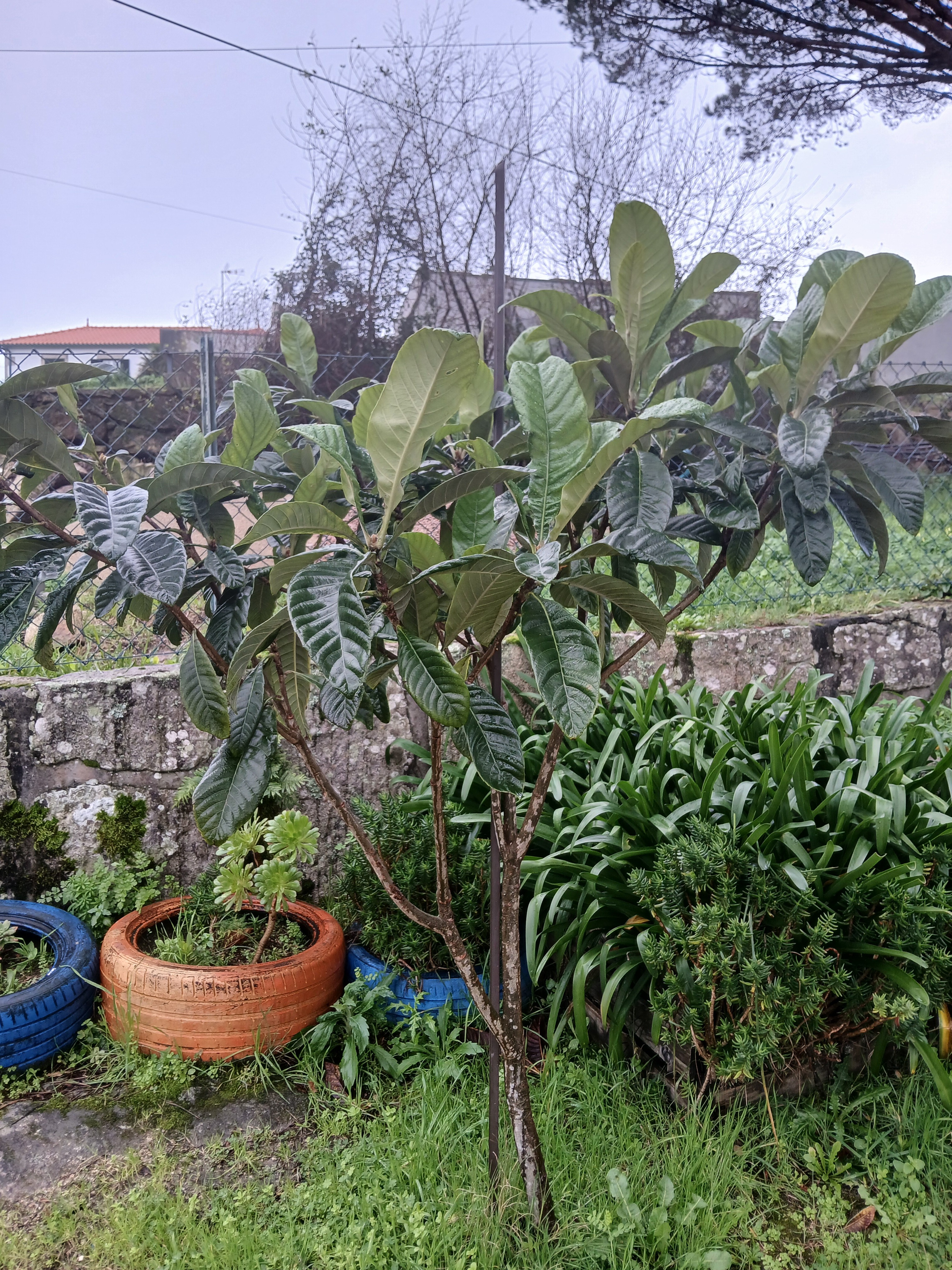 A mãe nespereira. A outra é mais pequenina.