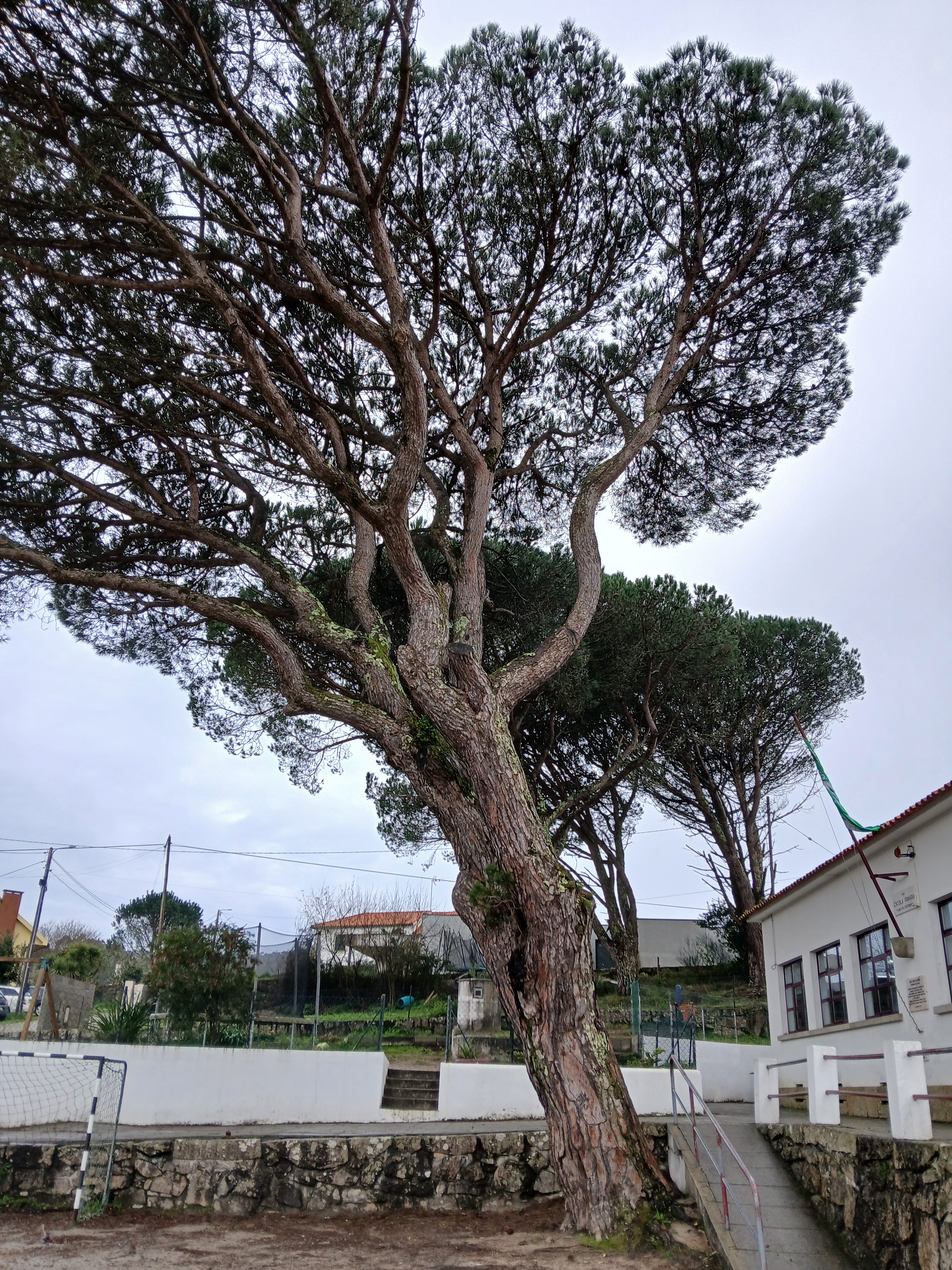 Pinheiros mansos no recreio da escola.