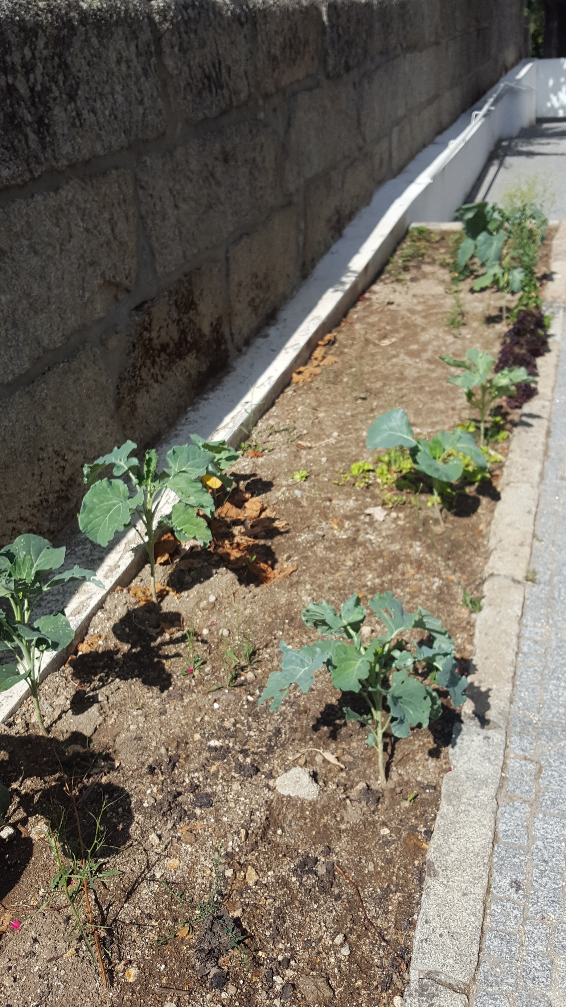 Canteiro com couves, alfaces e morangos