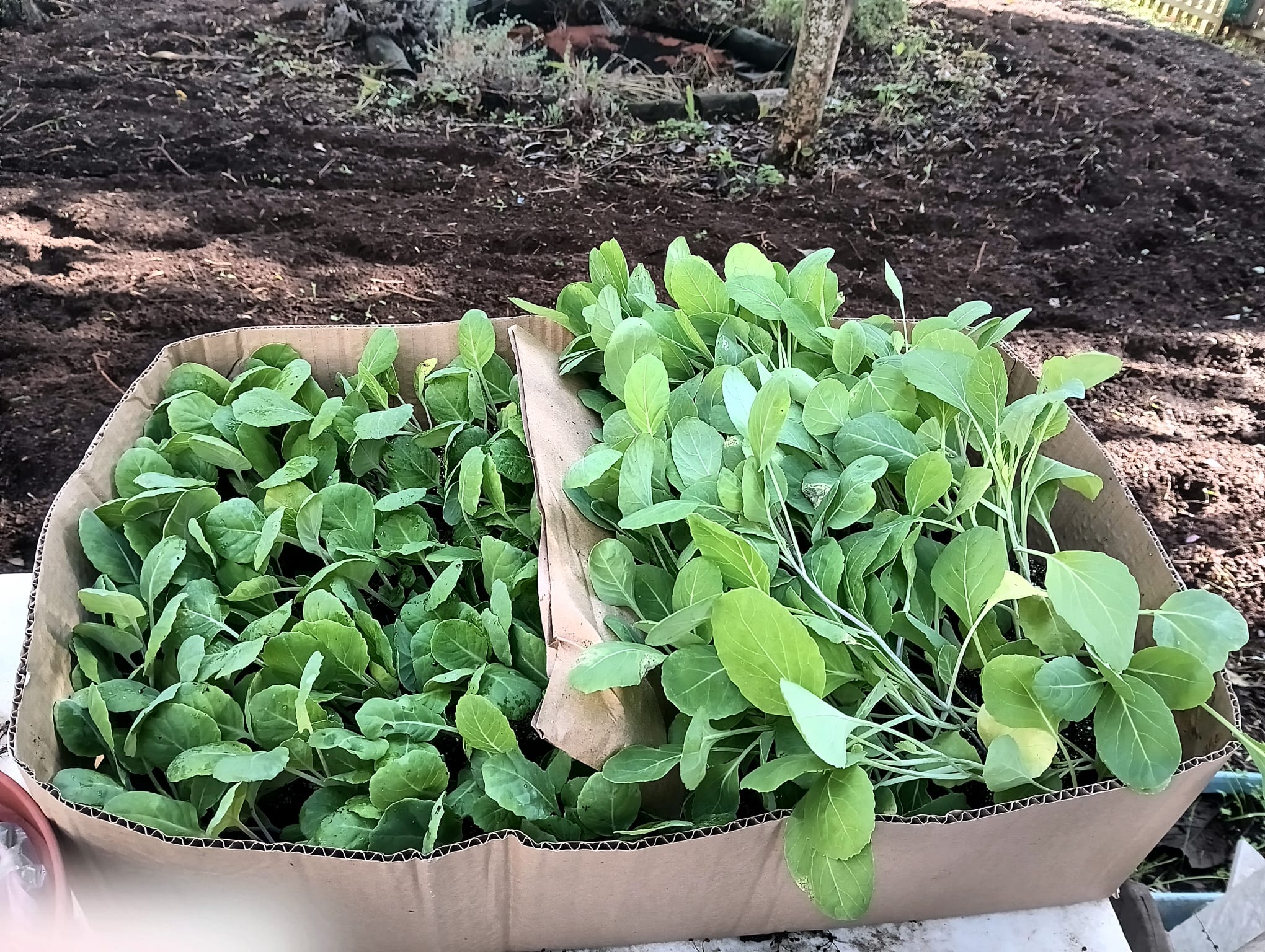 A chegada das plantas.